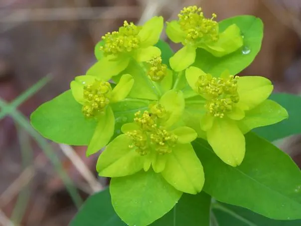 Cushion Spurge (Euphorbia Polychroma) — creating a cushion appearance; this resilient plant is known for its appealing, image 97