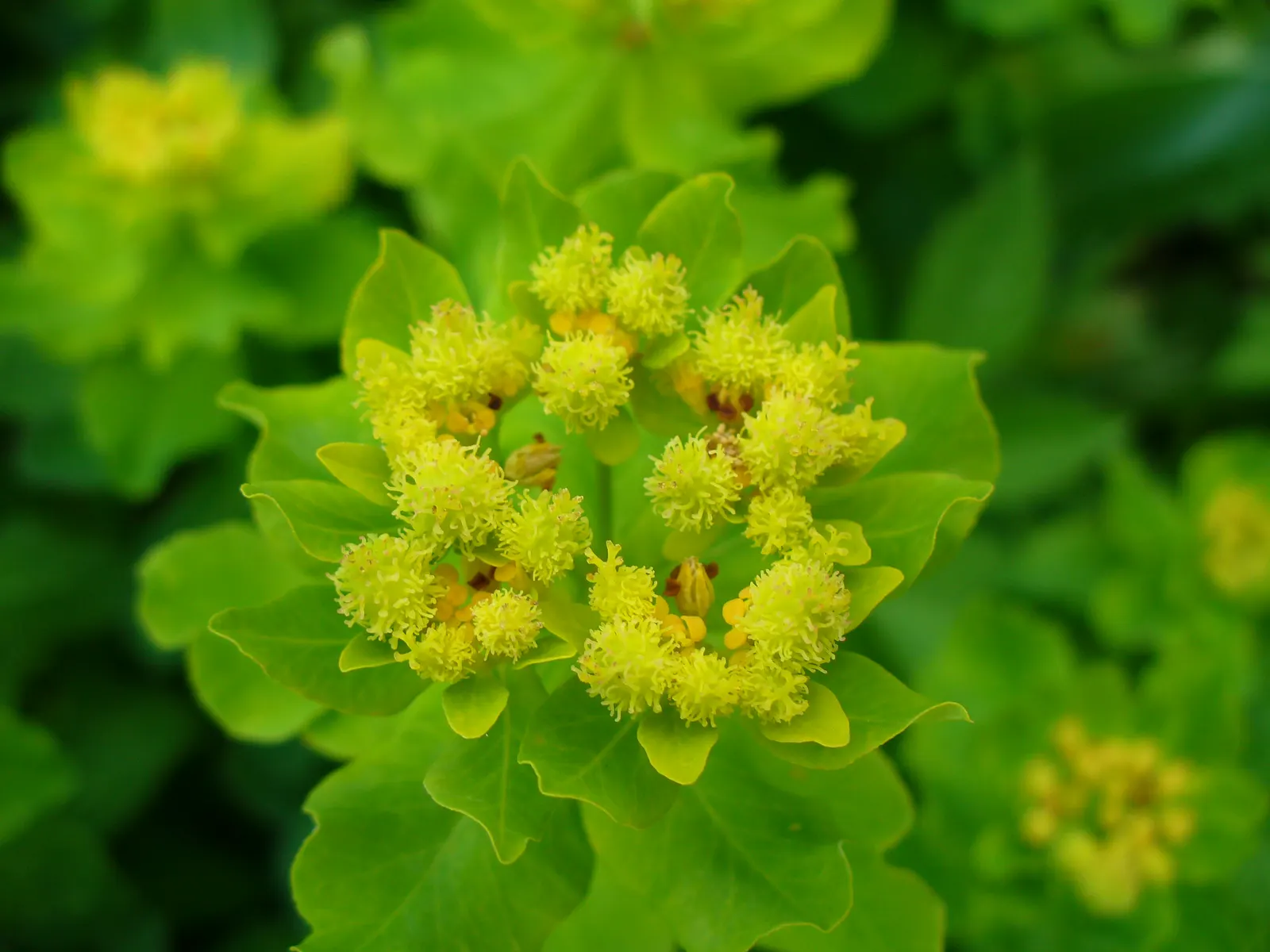 Cushion Spurge (Euphorbia Polychroma) — For an unbroken sweep of brilliant color