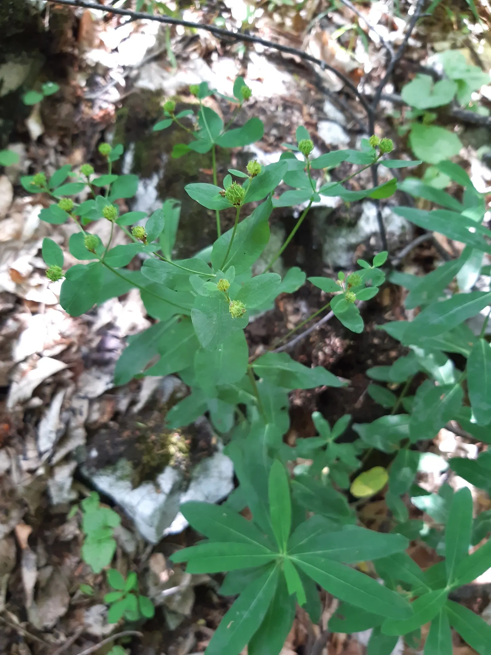 Cushion Spurge (Euphorbia Polychroma) — is an eye-catching perennial that can provide a lively burst of color to any garden design