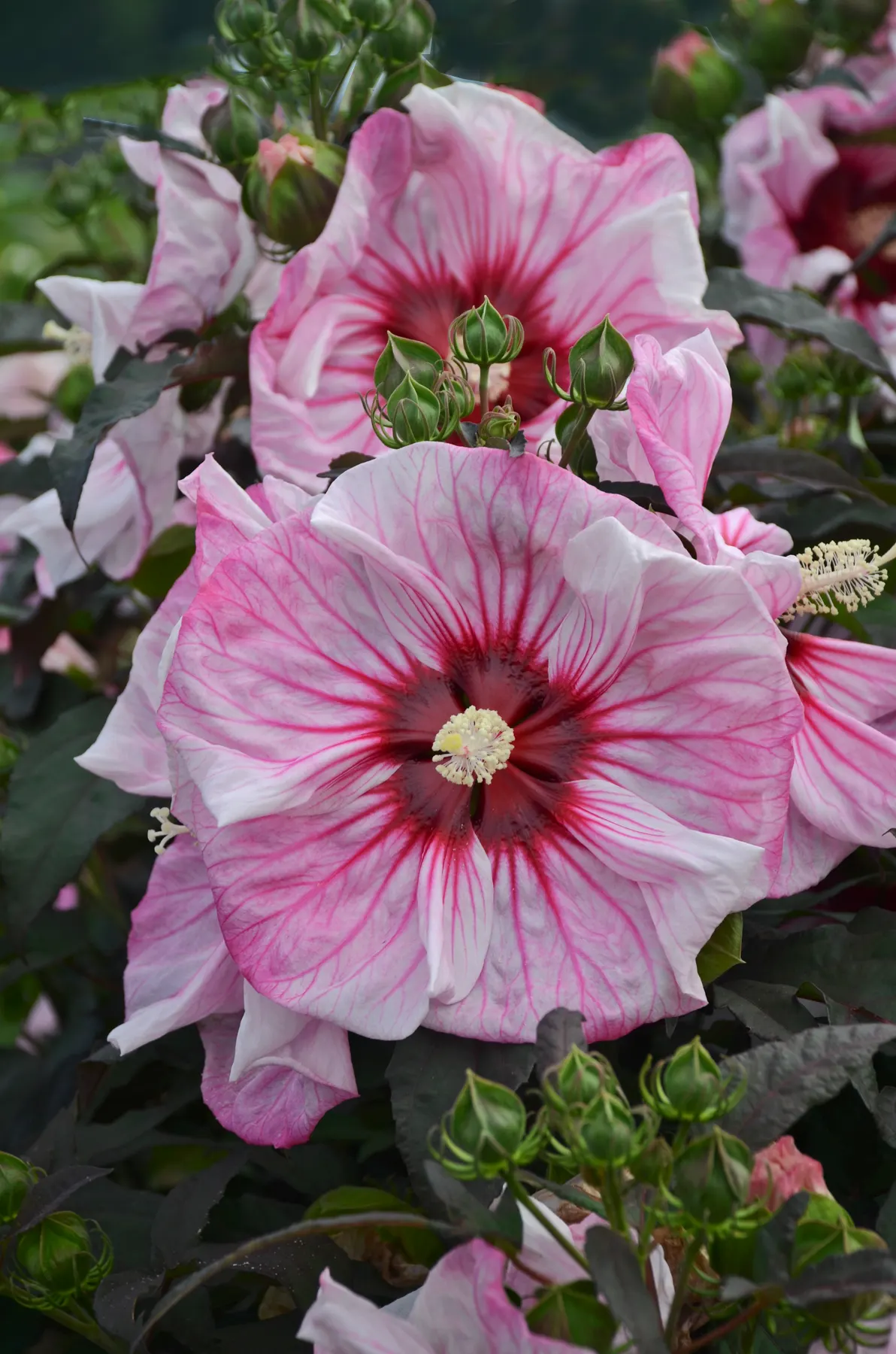 'Cherry Choco Latte' Rose Mallow (Hibiscus hybrid) — set against dark olive-green foliage with bronzy tones