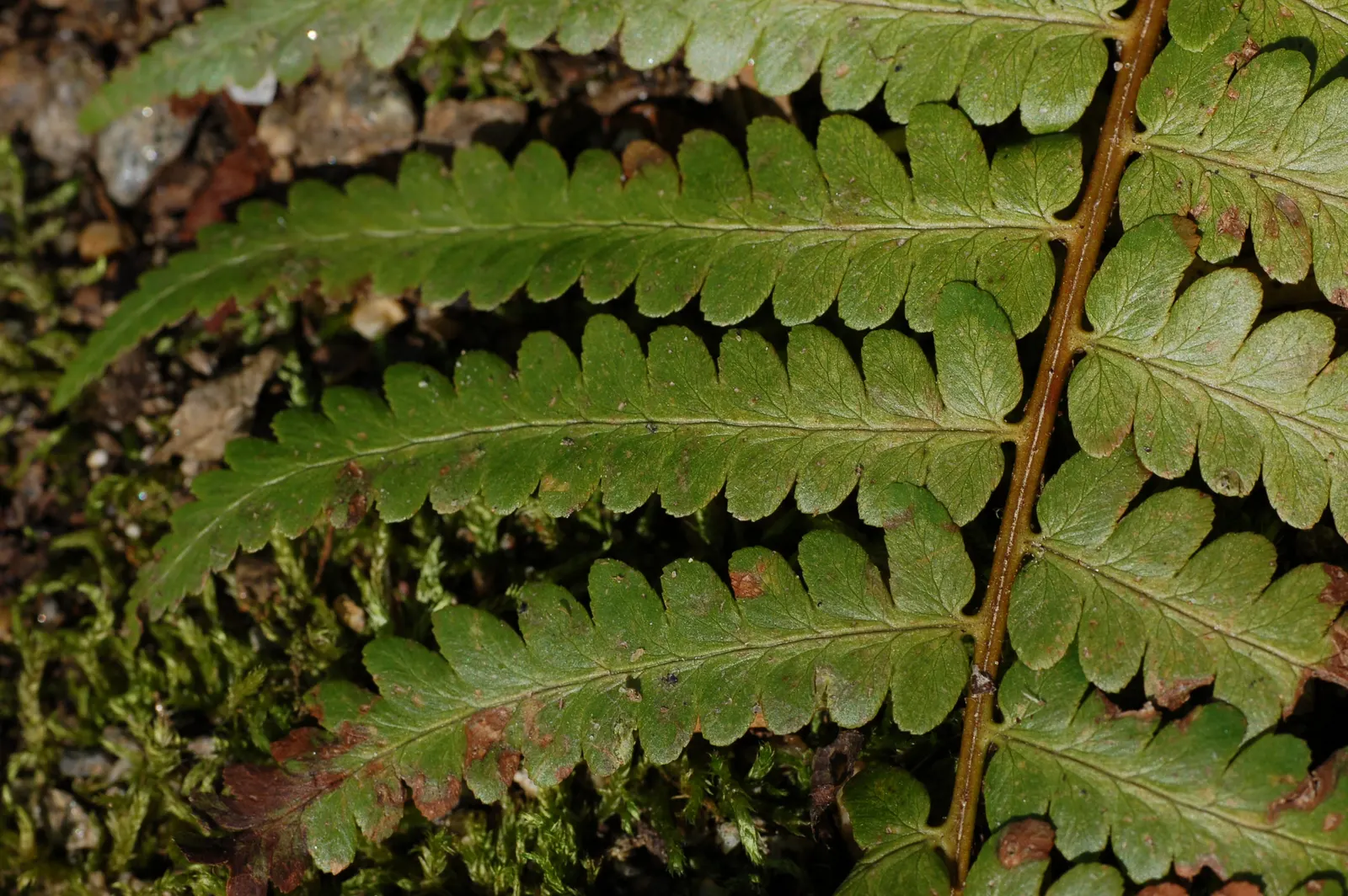 Southern Wood Fern (Thelypteris Normalis) — It prefers part-shade to shade and moist, well-drained soil