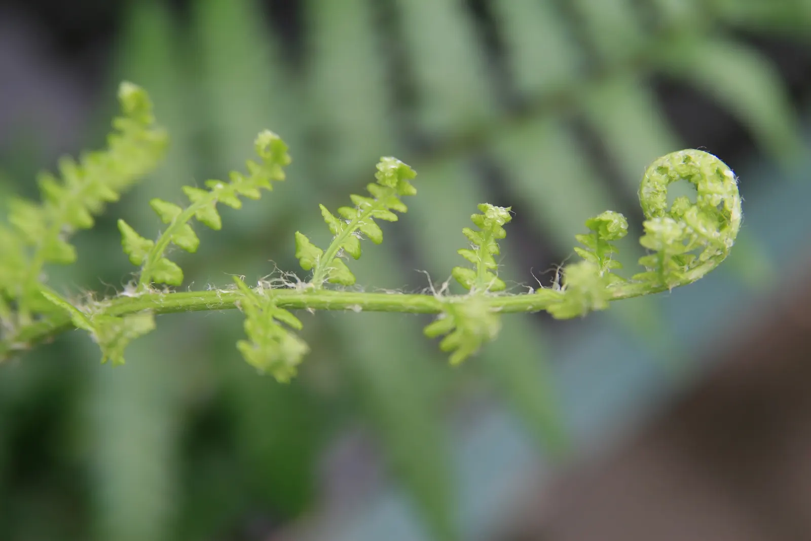 Southern Wood Fern (Thelypteris Normalis) — Thelypteris kunthii (formerly known as Thelypteris normalis)