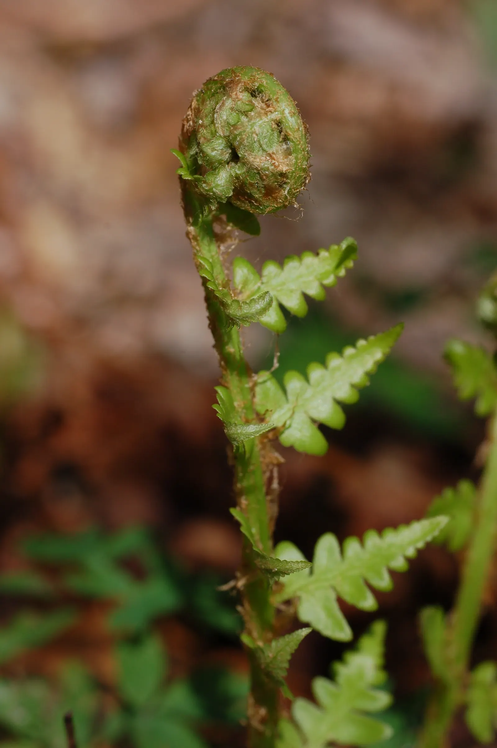 Southern Wood Fern (Thelypteris Normalis) — It's perfect for naturalized areas or shade gardens, providing a lush, textured ground cover