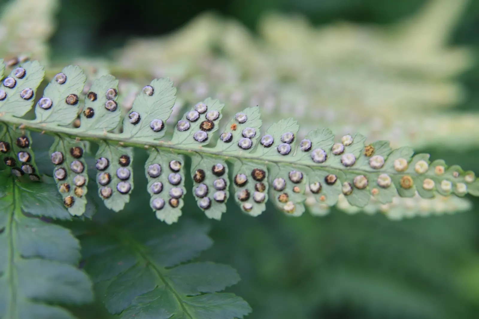 Southern Wood Fern (Thelypteris Normalis) — Hardy and low-maintenance, it complements woodland settings and pairs well with other shade-loving perennials