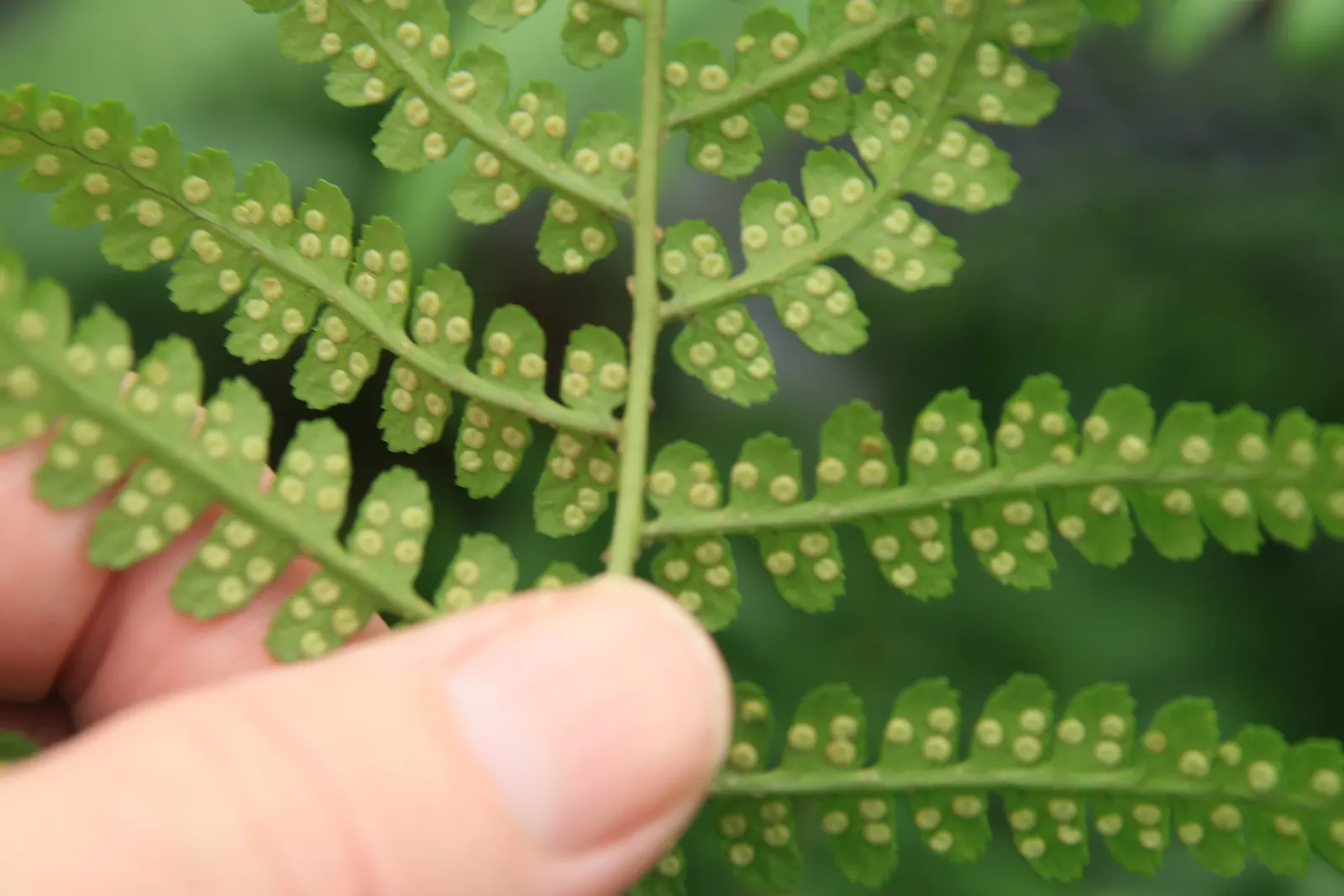 Southern Wood Fern (Thelypteris Normalis) — semi-evergreen fern that will imbue your landscape with an essence of woodland charm