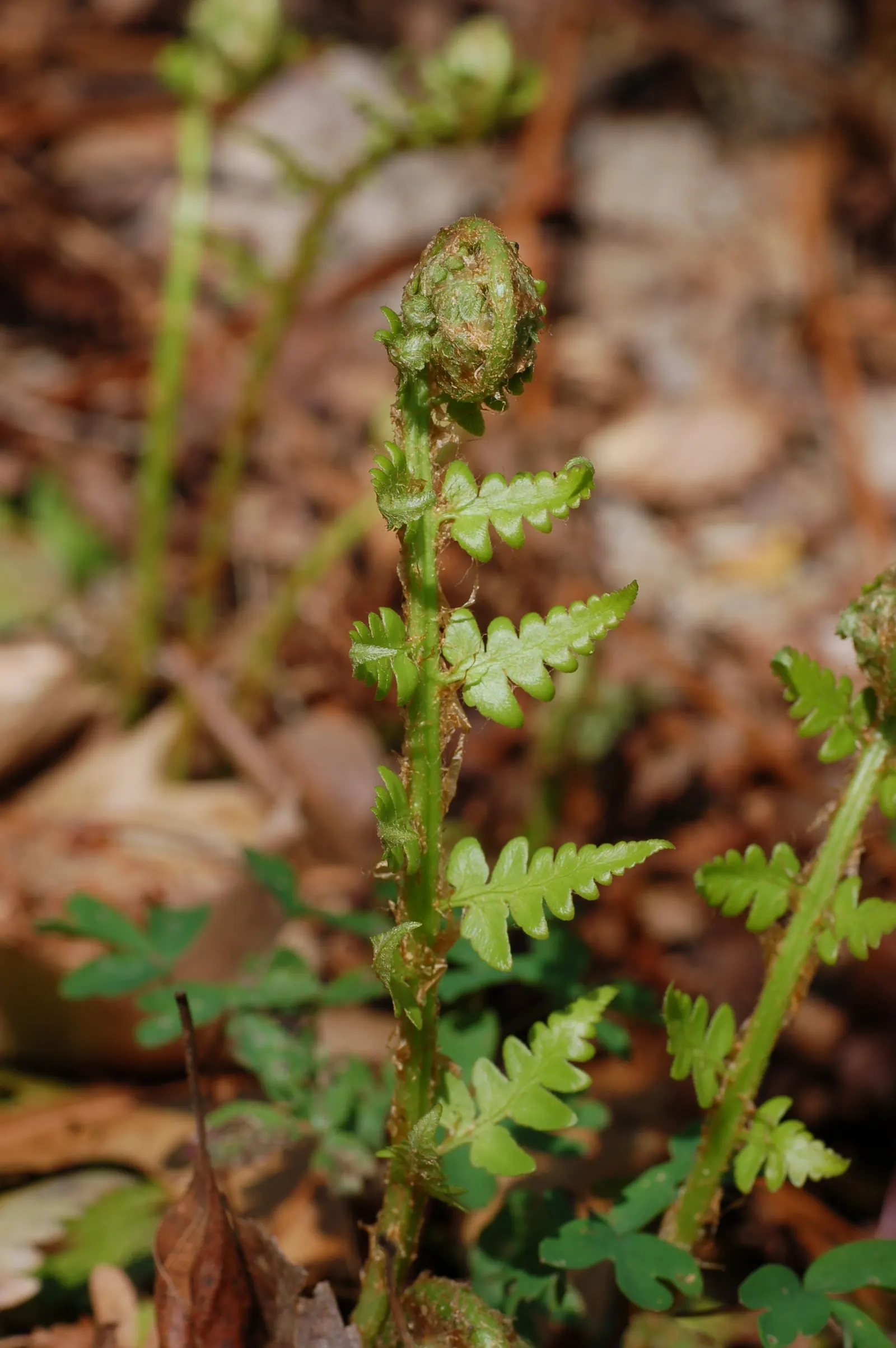Southern Wood Fern (Thelypteris Normalis) — This deciduous fern reaches up to 2-3 feet tall, flaunting lacy, bright green fronds