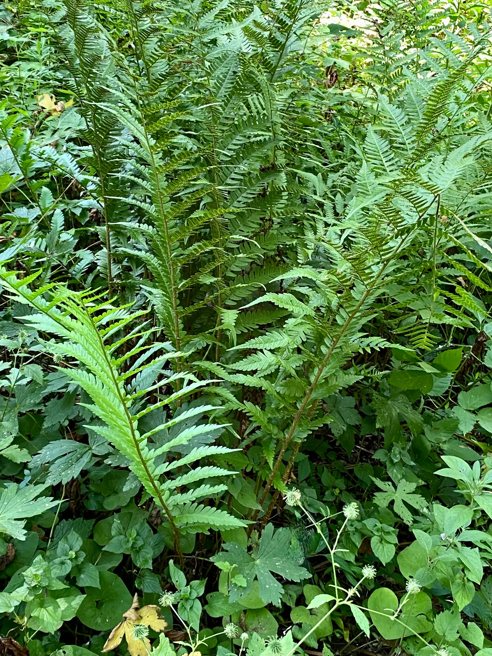Southern Wood Fern (Thelypteris Normalis) — The Southern Wood Fern (Thelypteris kunthii), thrives in USDA zones 6-10 with a spread of 1.5-2 feet