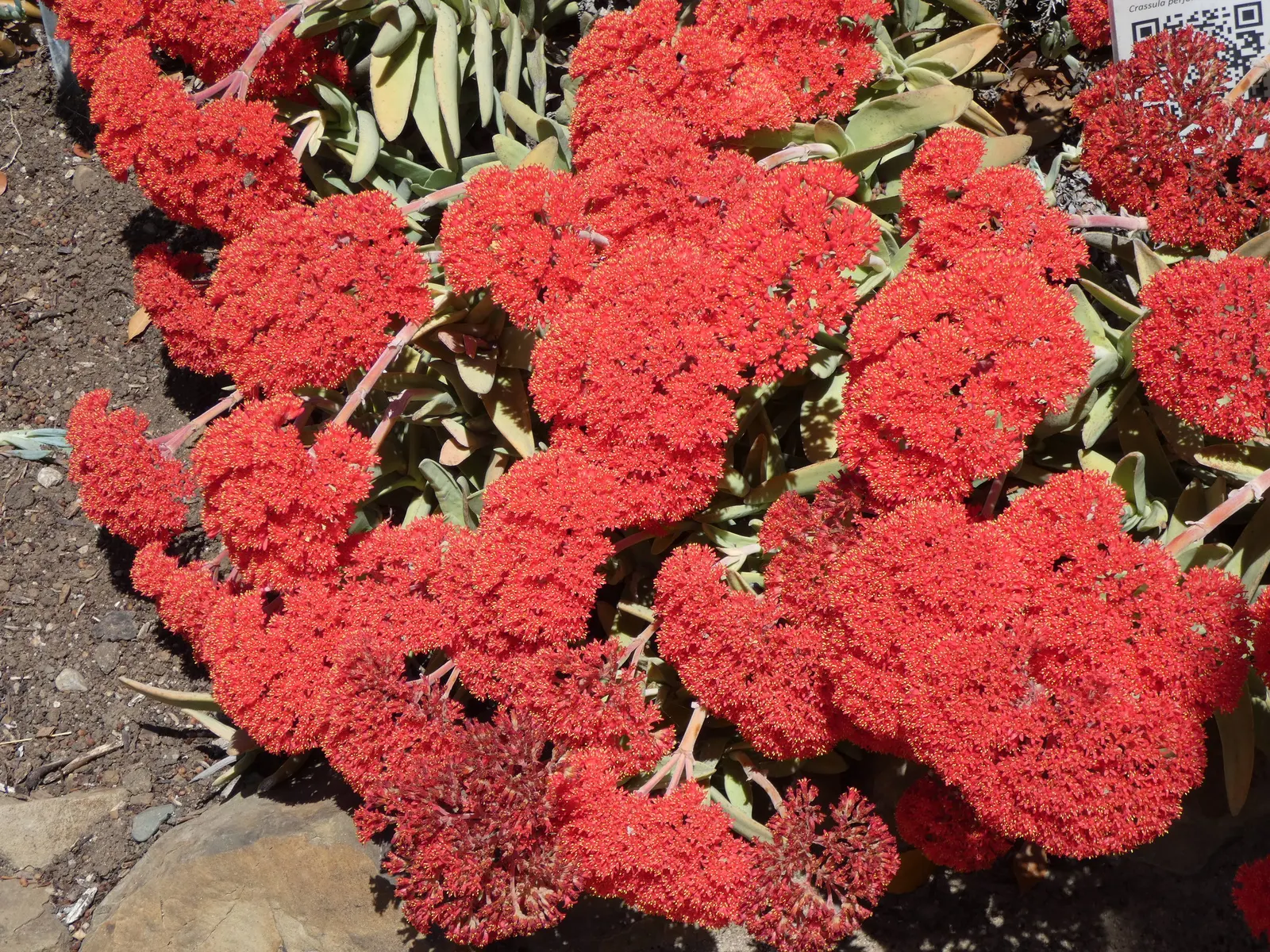 Propeller Plant (Crassula Falcata) — adding an exuberant splash of color.<br><br>Well-drained soil is essential to prevent root rot; bright red flowers that