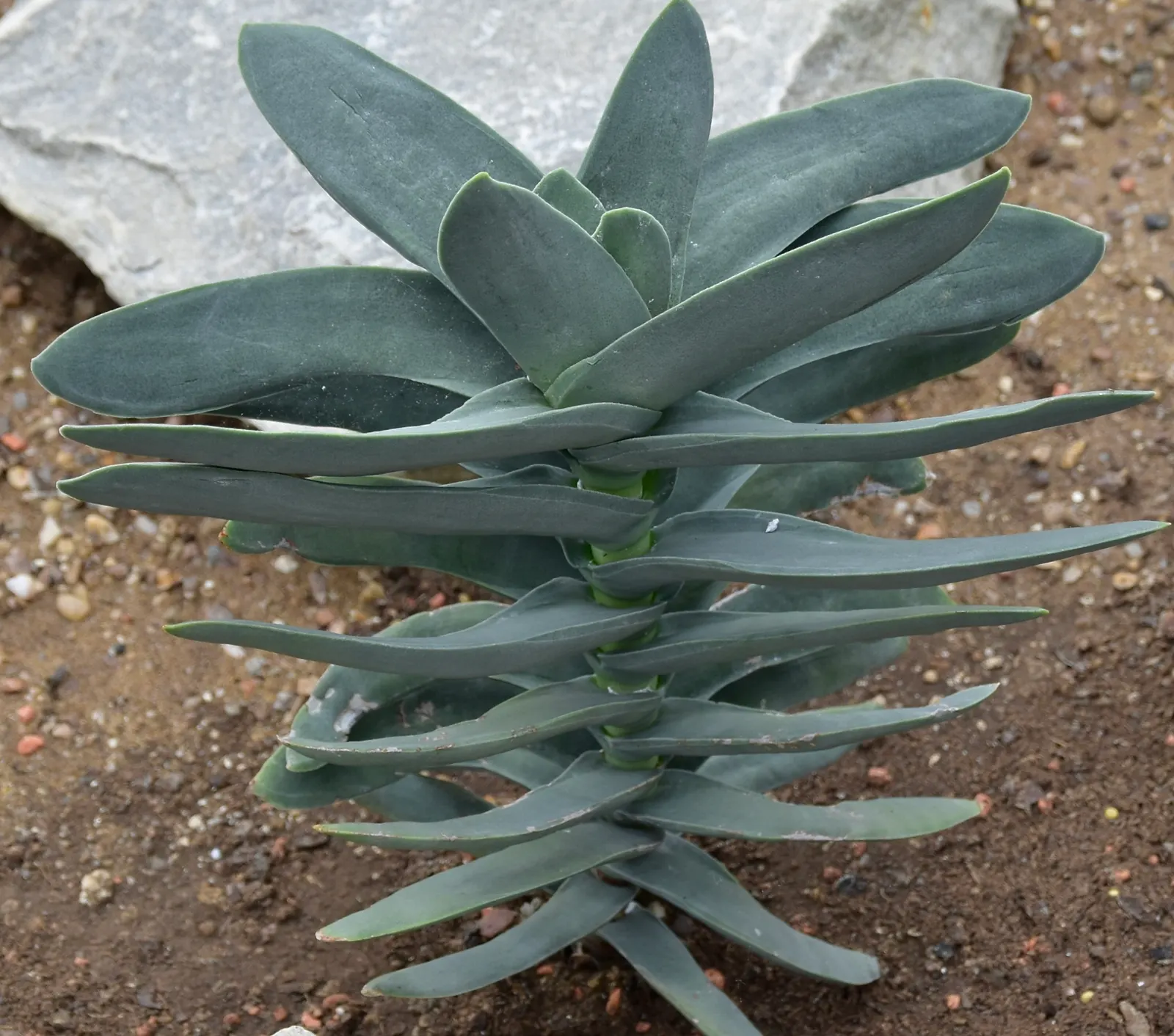 Propeller Plant (Crassula Falcata) — shrub / succulent for full or half