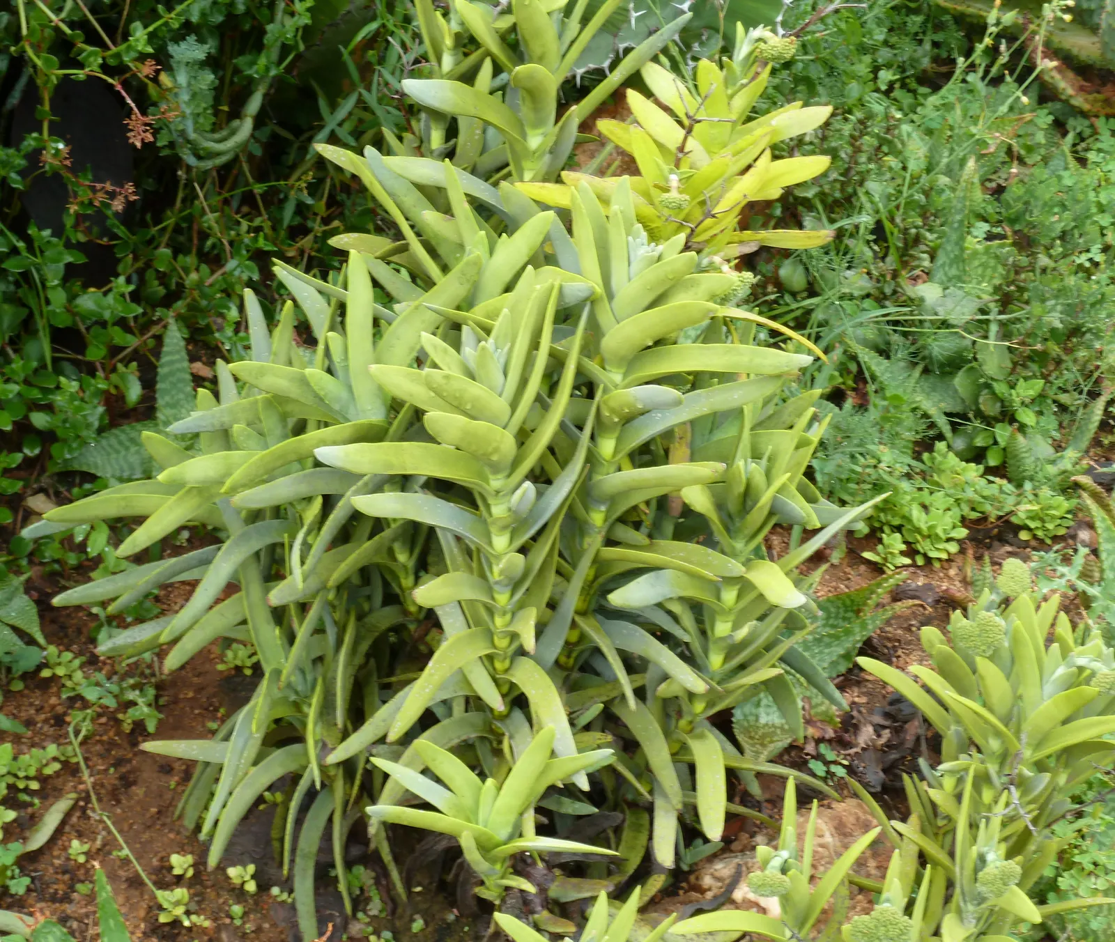 Propeller Plant (Crassula Falcata) — bright red flowers that stand erect above the foliage