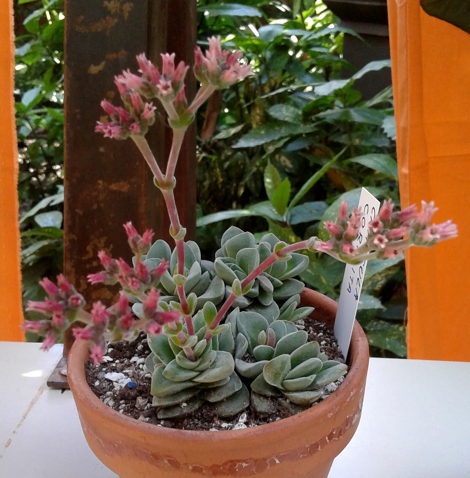 Propeller Plant (Crassula Falcata) — commonly known as the Airplane Plant or Propeller Plant