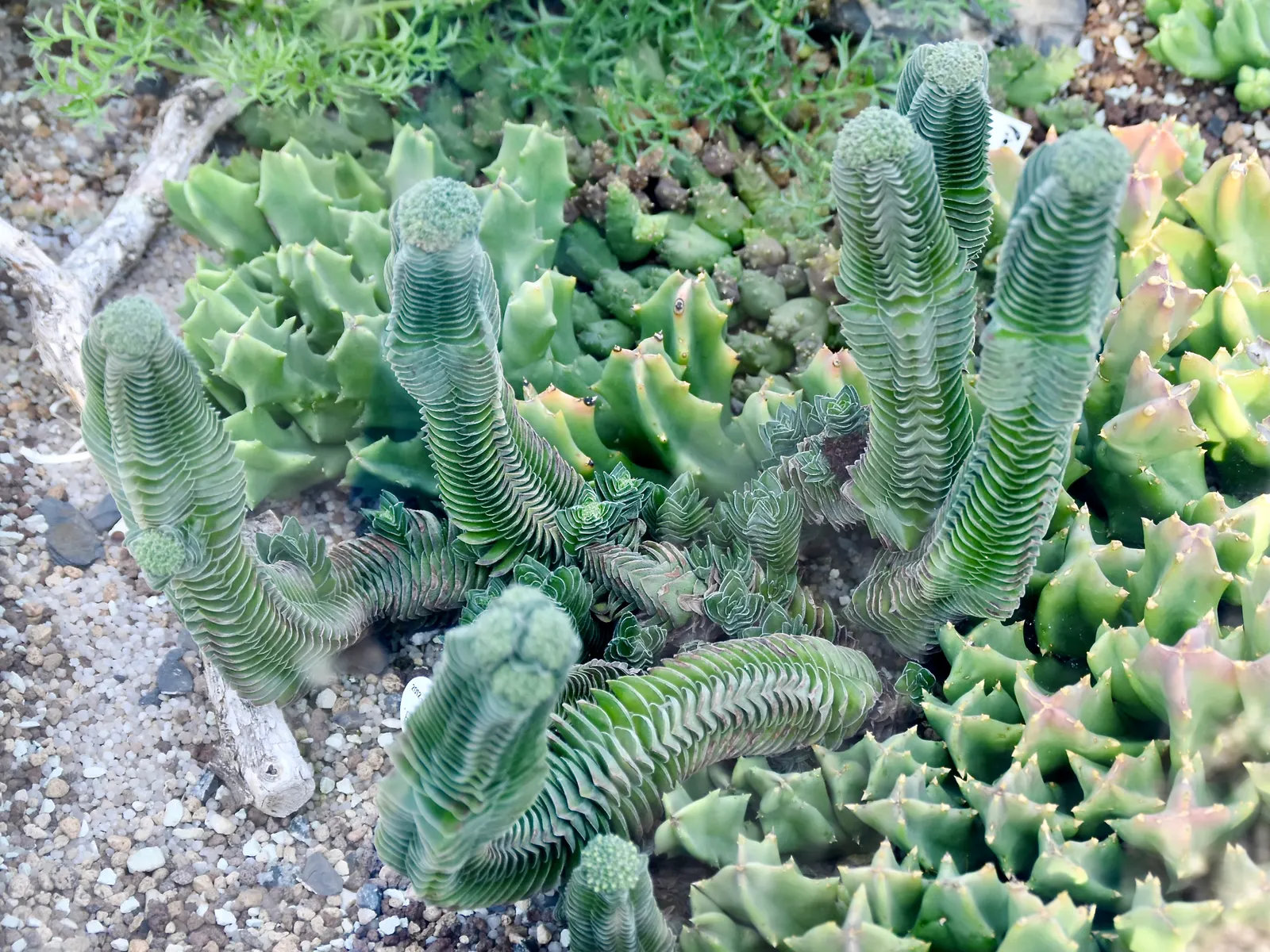 Propeller Plant (Crassula Falcata) — propeller-like leaves that are gray-green in color