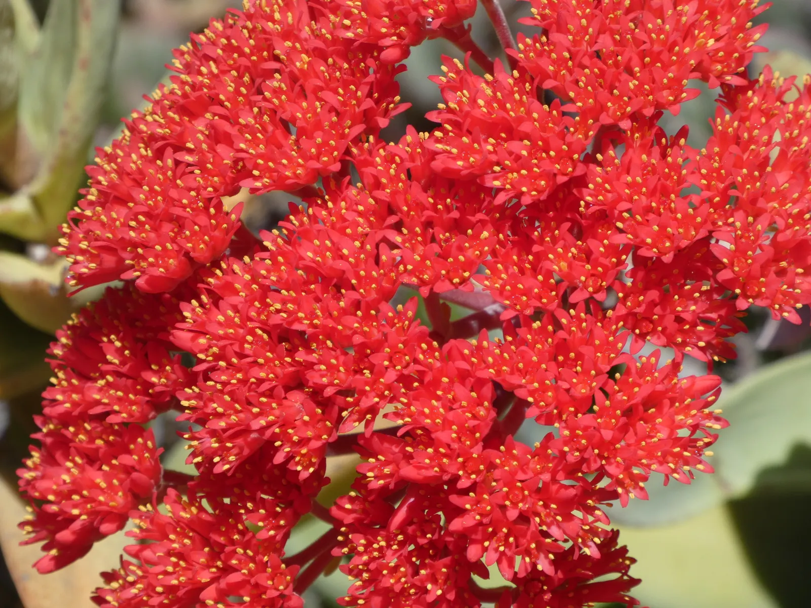 Propeller Plant (Crassula Falcata) — bright red flowers that stand erect above the foliage; this evergreen plant thrives in USDA zones 9 to 11 and performs