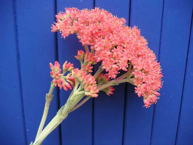 Propeller Plant (Crassula Falcata) — this evergreen plant thrives in USDA zones 9 to 11 and performs best in full to partial sun exposure; shrub / succulent