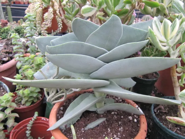Propeller Plant (Crassula Falcata) — commonly known as the Airplane Plant or Propeller Plant; these gray-green leaves can reach up to 2 inches, image 41