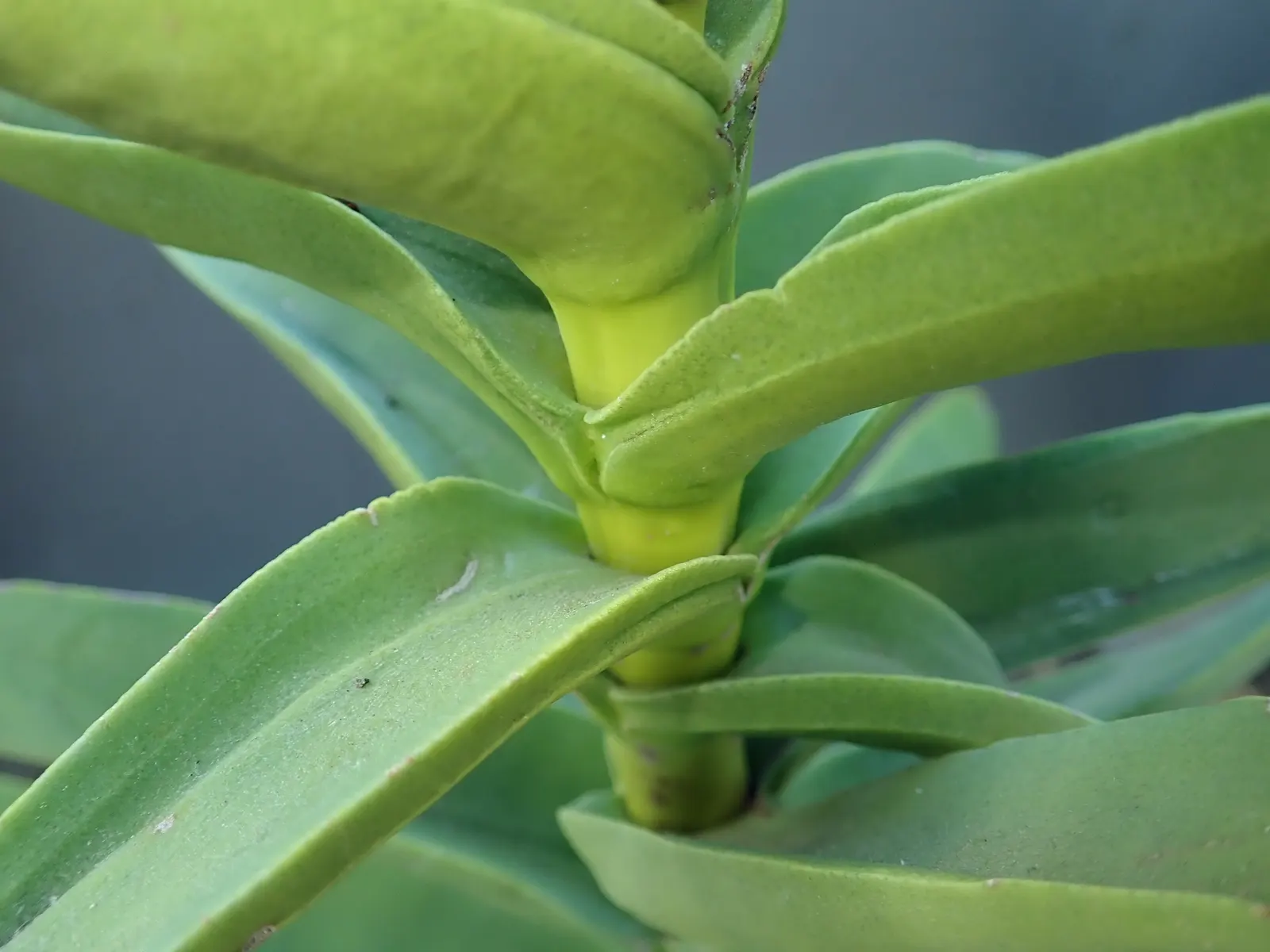 Propeller Plant (Crassula Falcata) — commonly referred to as Airplane Plant or Propeller Plant; ideal for xeriscapes, it reaches up to 18 inches in height and