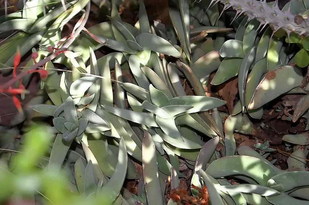 Propeller Plant (Crassula Falcata) — It thrives in well-draining soil and full sun to partial shade, requiring minimal water; or as a striking, image 45