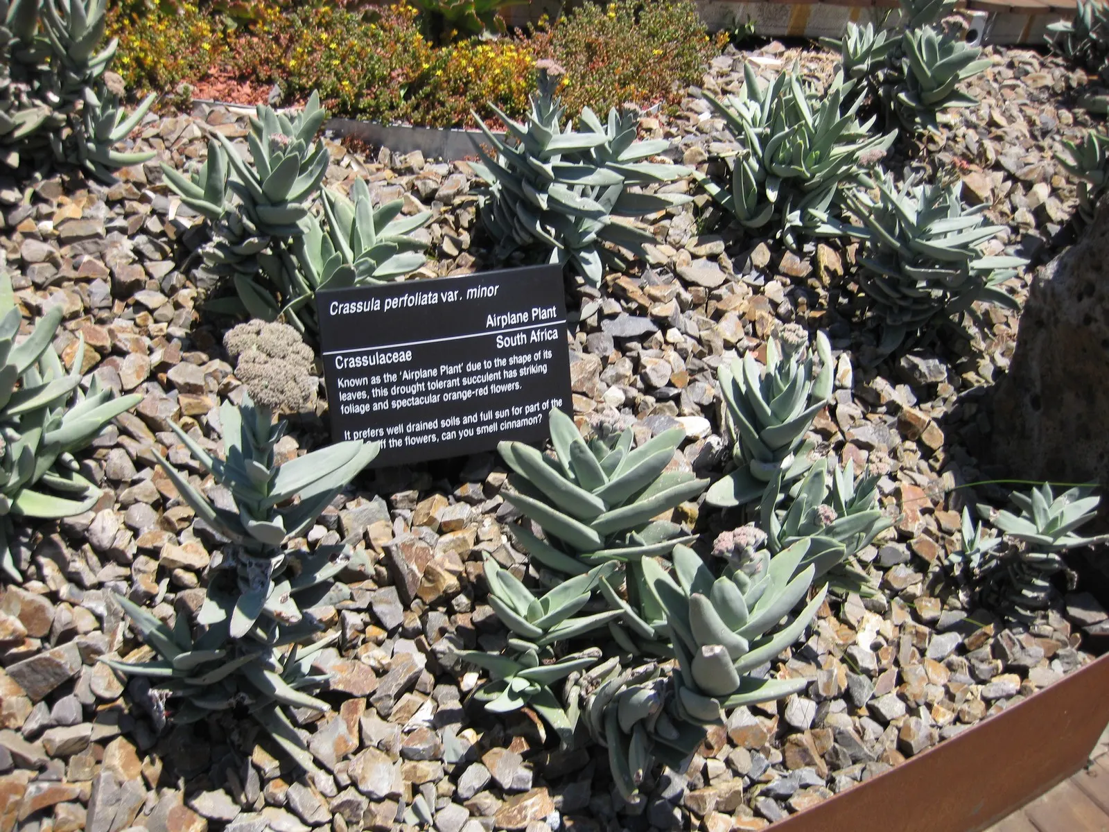 Propeller Plant (Crassula Falcata) — propeller-like leaves that are gray-green in color; is a distinctive succulent notable for its fascinating, image 53