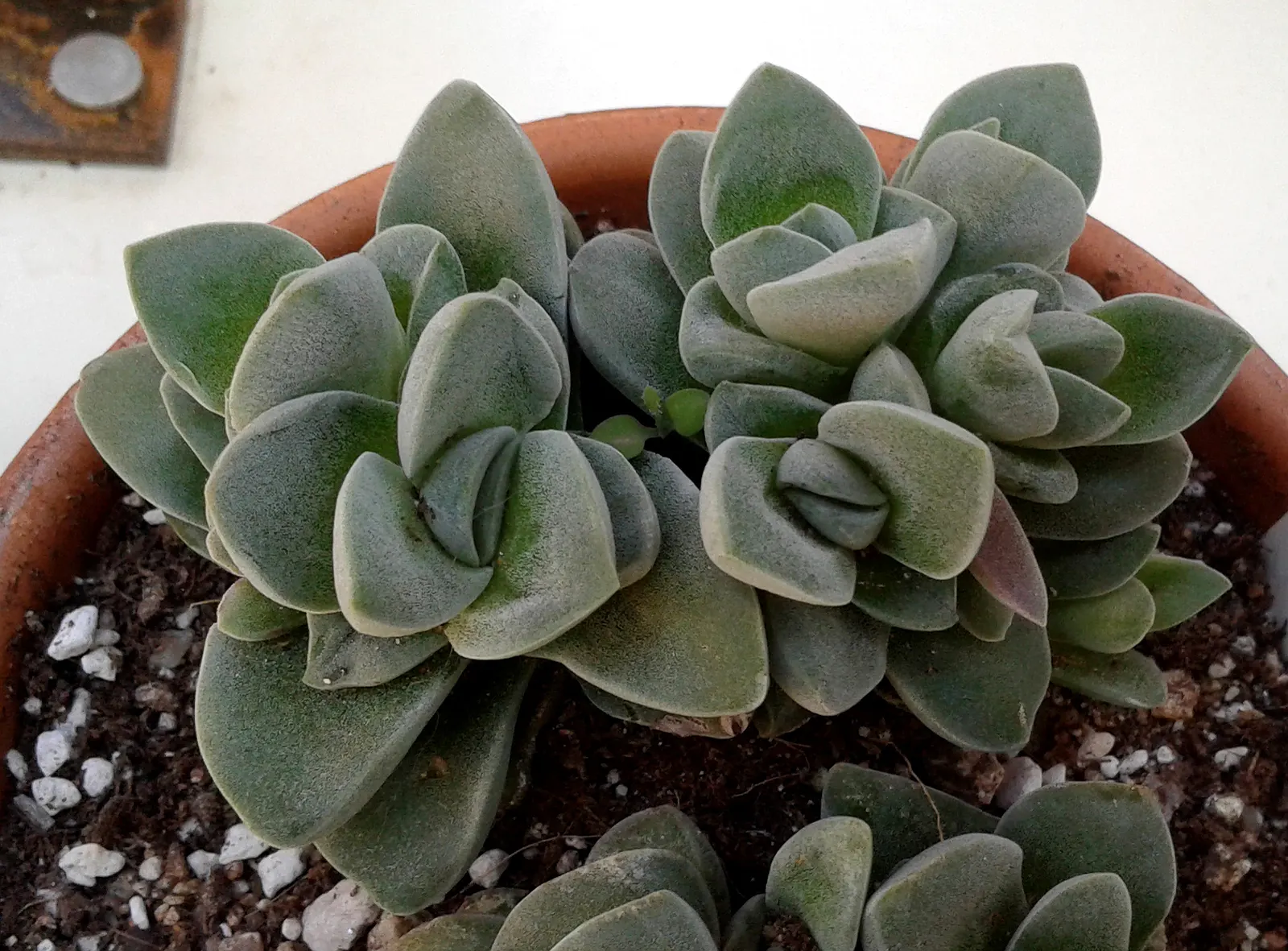 Propeller Plant (Crassula Falcata) — the leaves grow in overlapping pairs that are roughly 2 to 4 inches in length