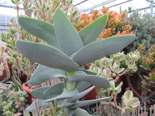 Propeller Plant (Crassula Falcata) — shrub / succulent for full or half; adding an exuberant splash of color.<br><br>Well-drained soil is essential to prevent