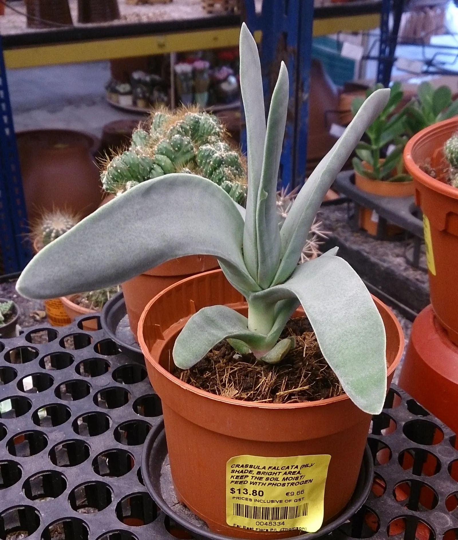 Propeller Plant (Crassula Falcata) — Crassula falcata is ideal for adding texture and visual interest to rock gardens