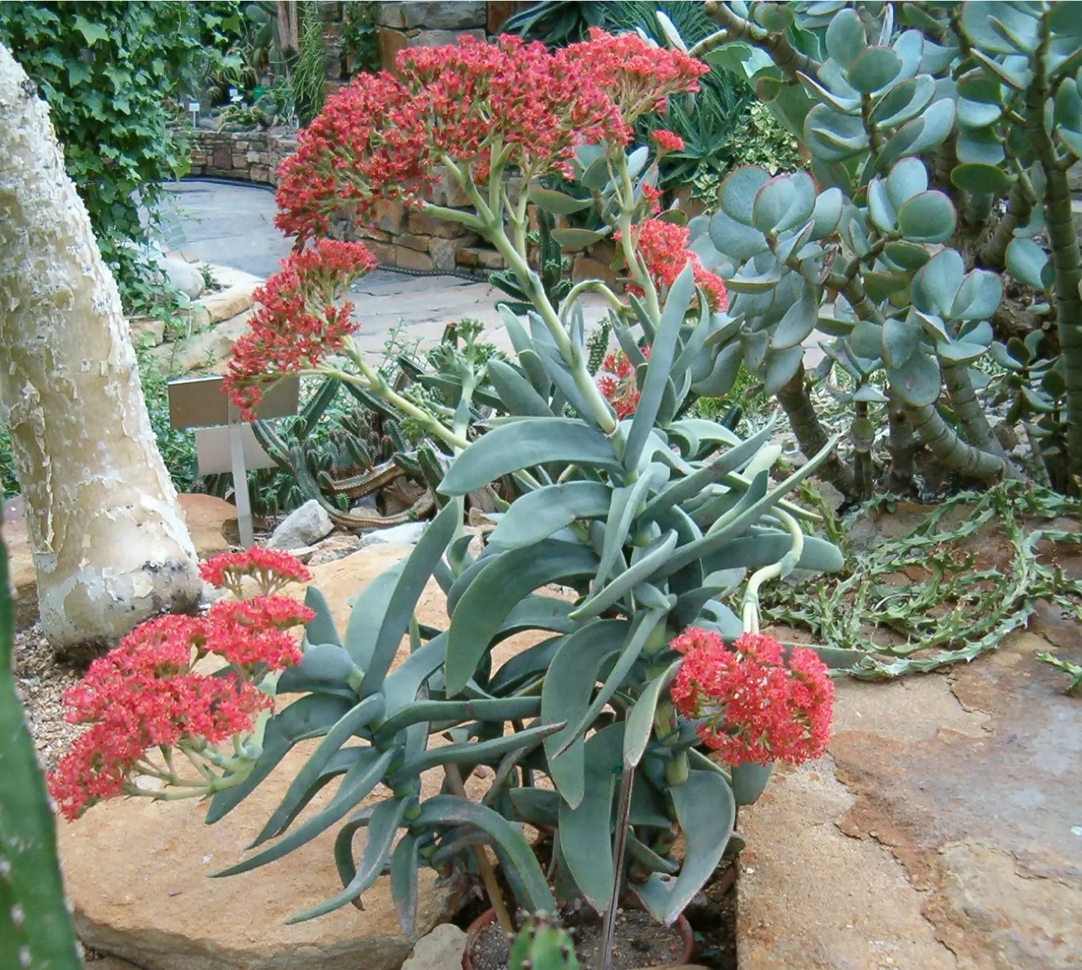 Propeller Plant (Crassula Falcata) — Crassula falcata is ideal for adding texture and visual interest to rock gardens; the leaves grow in overlapping pairs