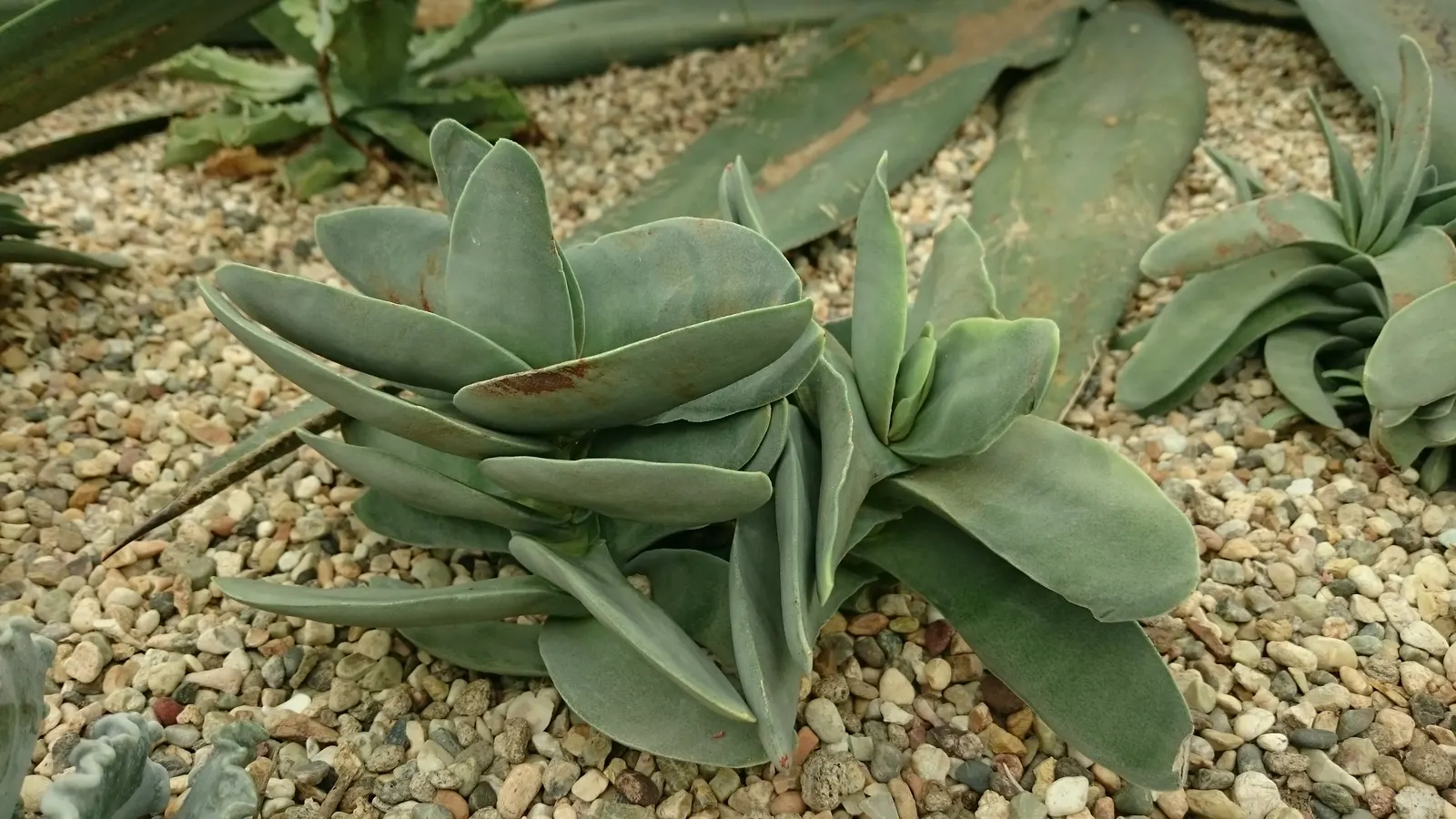 Propeller Plant (Crassula Falcata) — Ideal for xeriscapes, it reaches up to 18 inches in height and width; shrub / succulent with red blooms