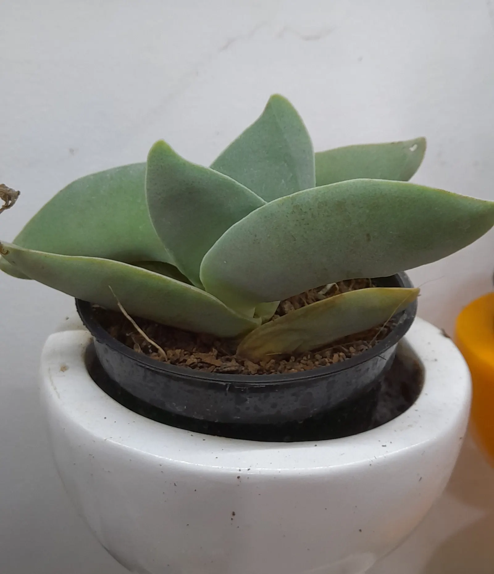 Propeller Plant (Crassula Falcata) — this evergreen plant thrives in USDA zones 9 to 11 and performs best in full to partial sun exposure