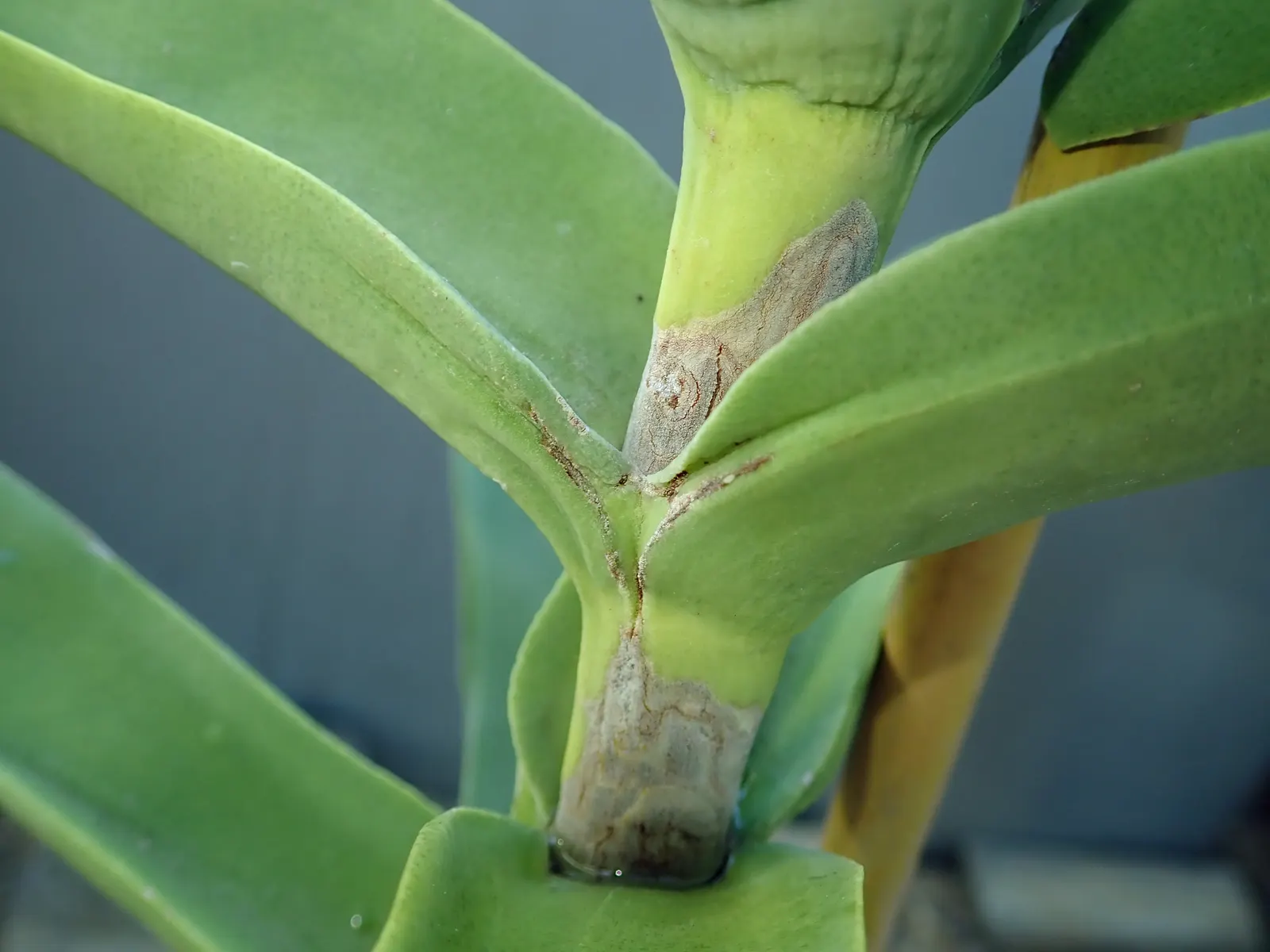 Propeller Plant (Crassula Falcata) — is a distinctive succulent notable for its fascinating foliage and bold flowers; propeller-like leaves that are gray-green