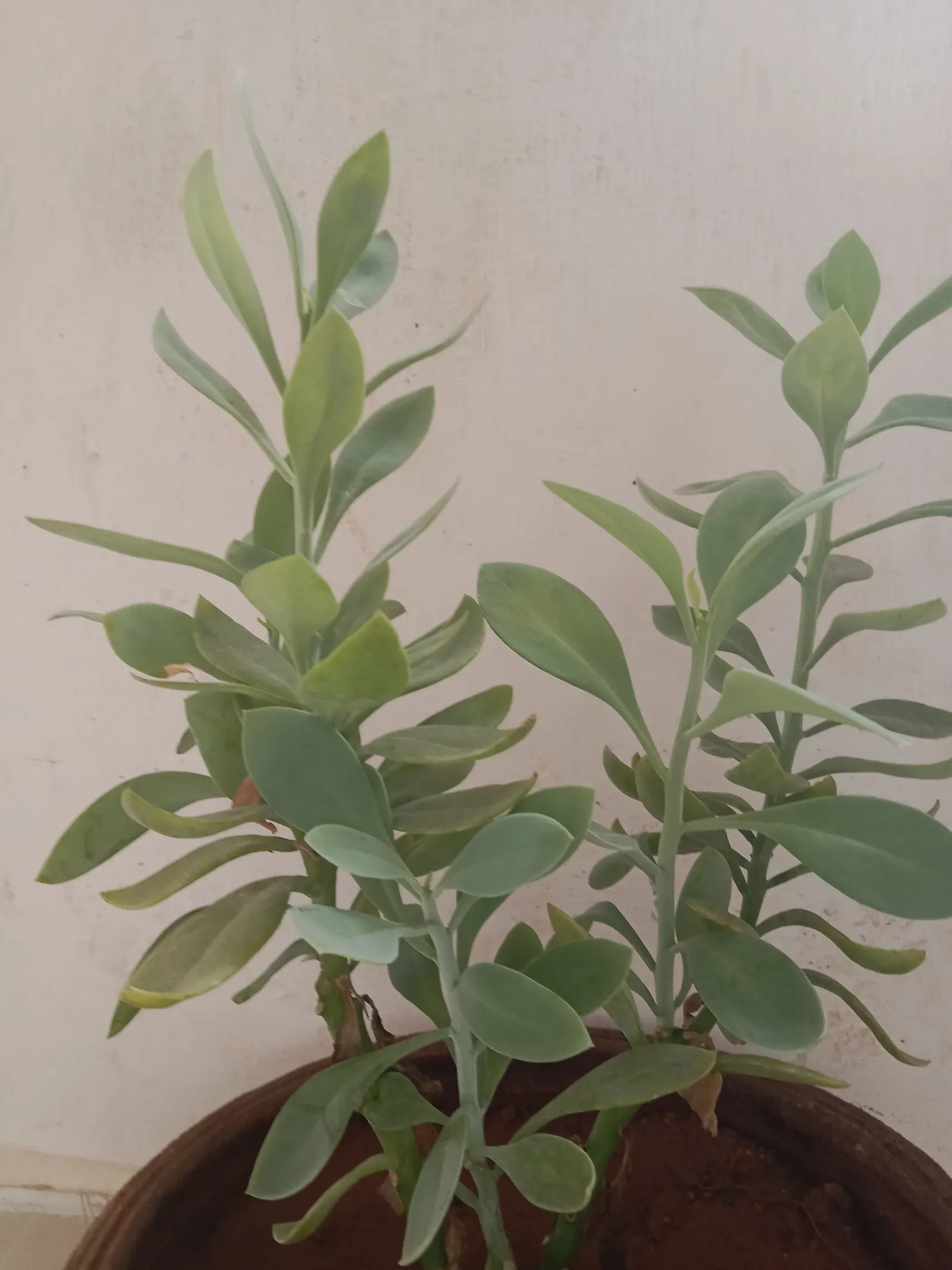 Propeller Plant (Crassula Falcata) — These fleshy leaves are arranged in a spiral pattern, creating a sculptural appeal