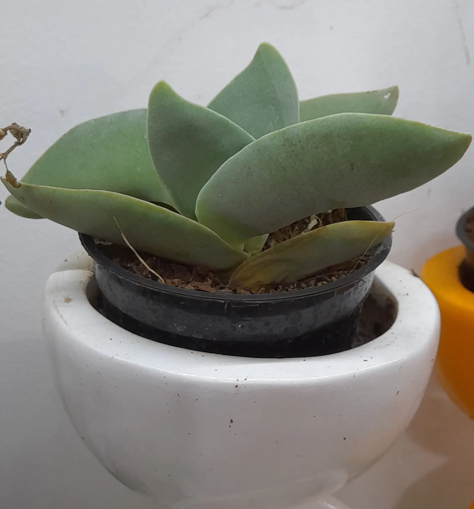Propeller Plant (Crassula Falcata) — or as a striking container specimen.<br><br>Characterized by thick