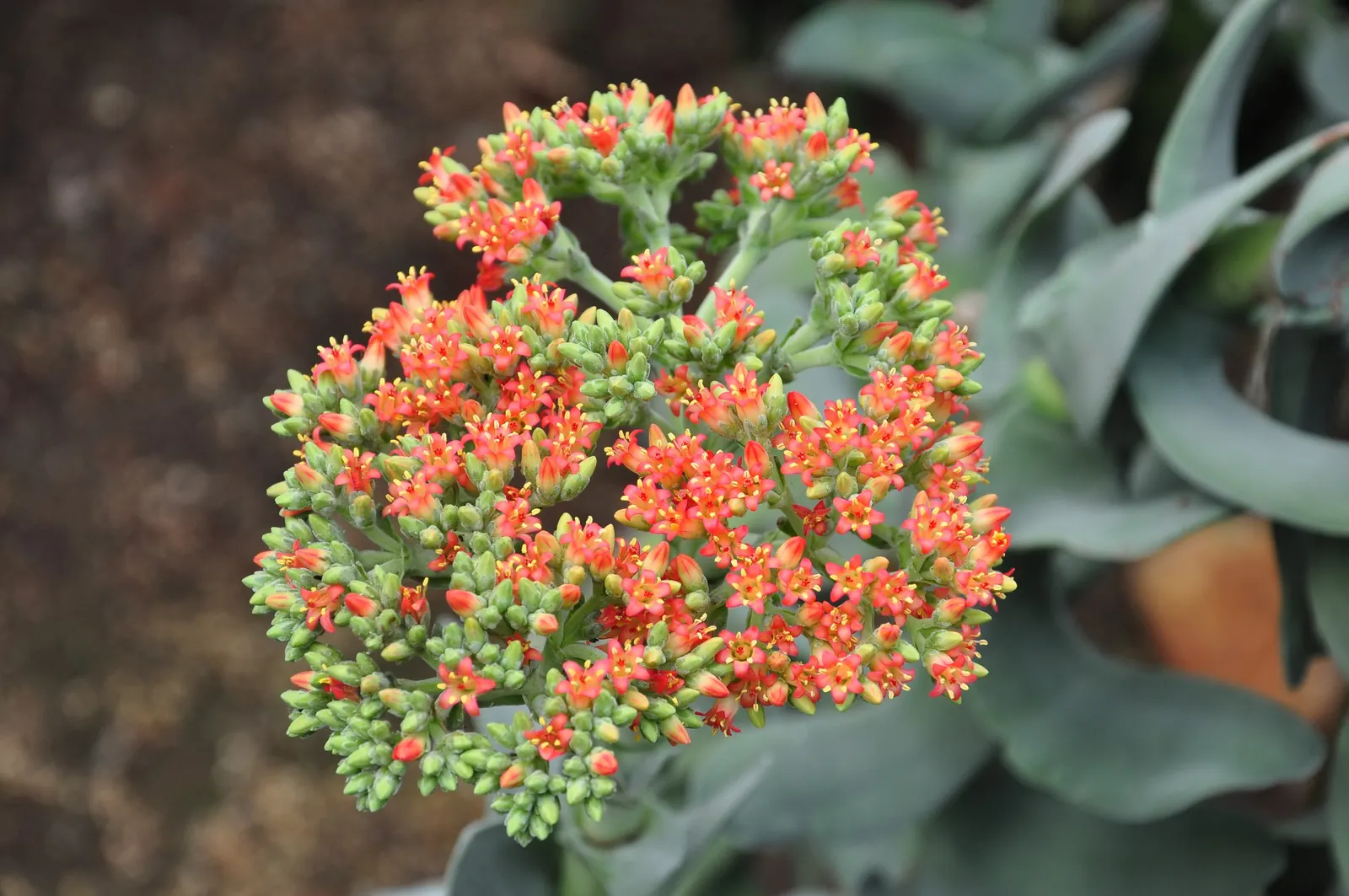 Propeller Plant (Crassula Falcata) — It thrives in well-draining soil and full sun to partial shade, requiring minimal water