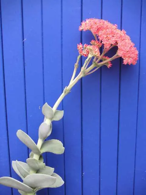 Propeller Plant (Crassula Falcata) — Typically reaching a modest height of 18 to 24 inches with a similar spread; commonly referred to as Airplane Plant or