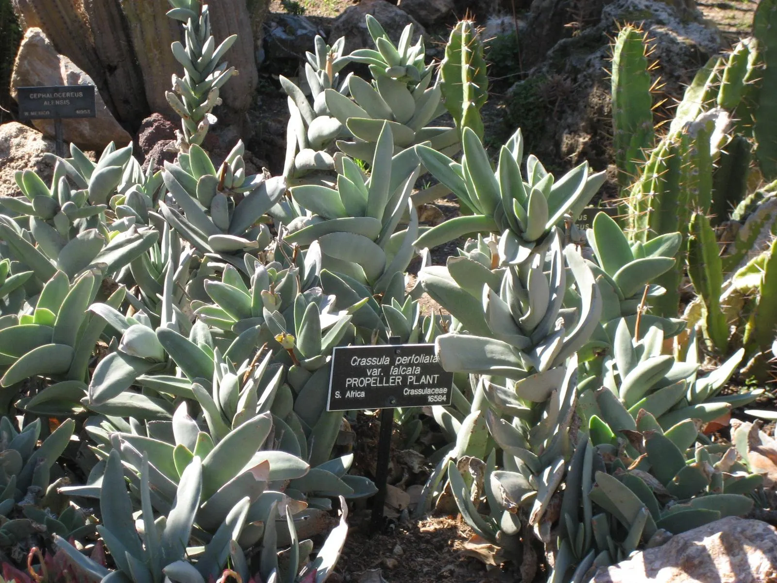 Propeller Plant (Crassula Falcata) — the leaves grow in overlapping pairs that are roughly 2 to 4 inches in length; these fleshy leaves are, image 54