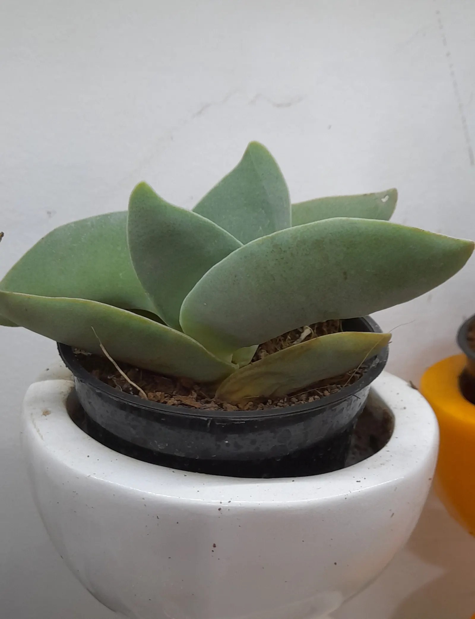 Propeller Plant (Crassula Falcata) — or as a striking container specimen.<br><br>Characterized by thick; commonly known as the Airplane Plant or, image 52