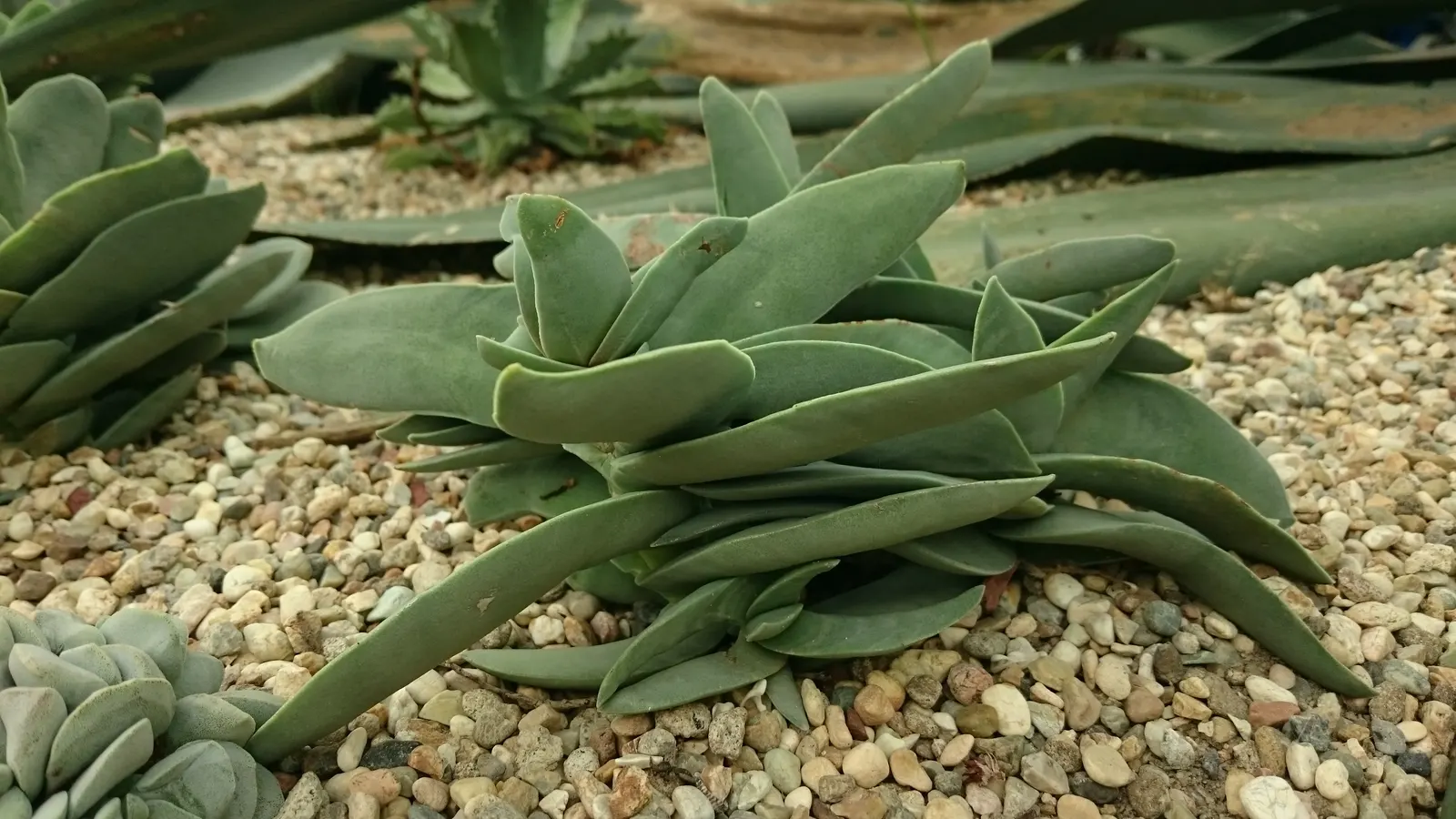 Propeller Plant (Crassula Falcata) — commonly known as the Airplane Plant or Propeller Plant; these gray-green leaves can reach up to 2 inches long, and in