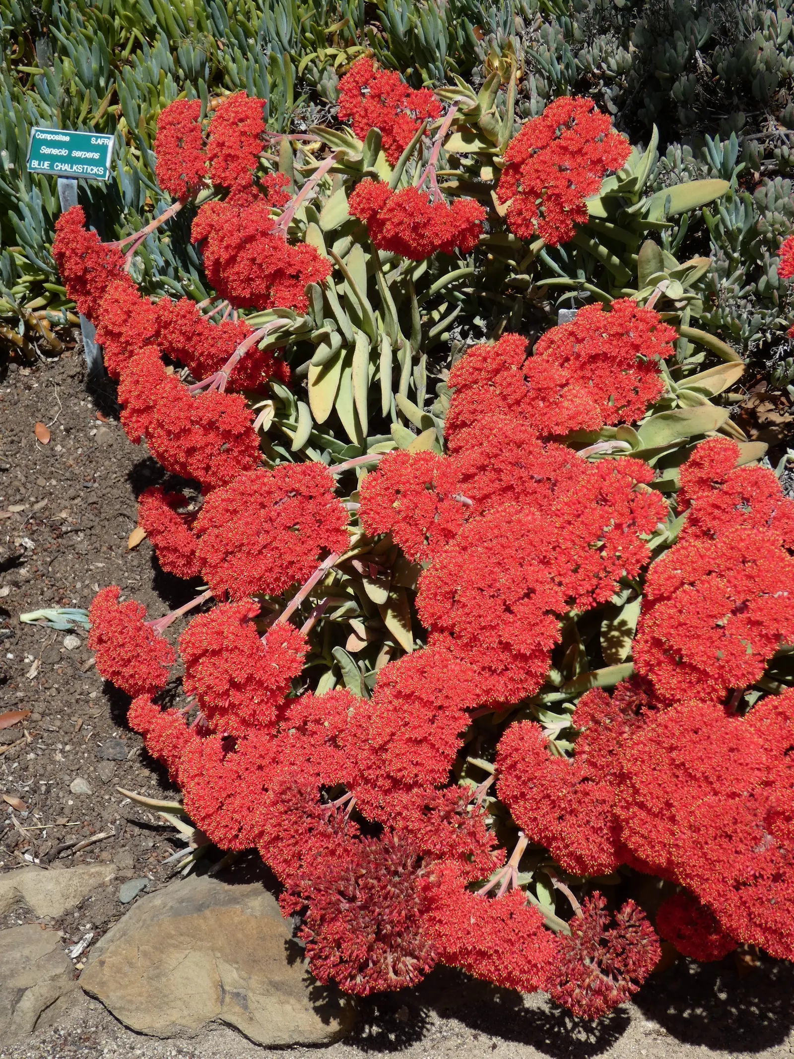 Propeller Plant (Crassula Falcata) — These fleshy leaves are arranged in a spiral pattern, creating a sculptural appeal; is an eye-catching succulent noted for