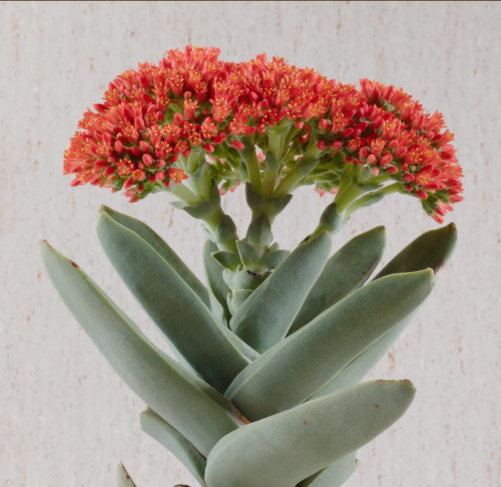 Propeller Plant (Crassula Falcata) — is an eye-catching succulent noted for its unique; crassula falcata is ideal for adding texture and visual, image 42