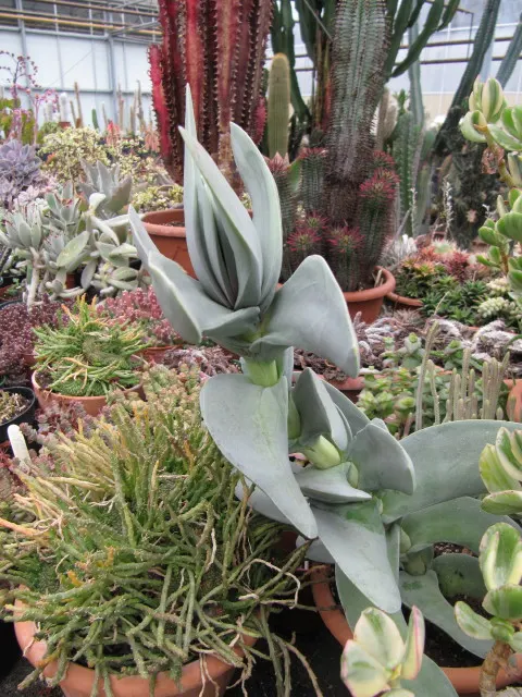 Propeller Plant (Crassula Falcata) — red flowers in the garden; propeller-like leaves that are arranged in overlapping pairs