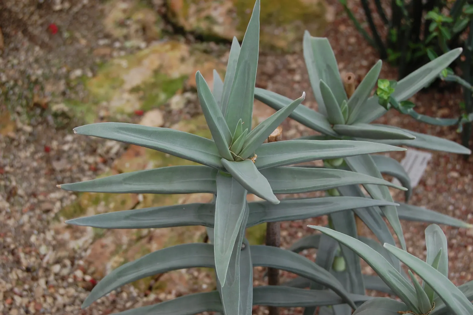 Propeller Plant (Crassula Falcata) — These gray-green leaves can reach up to 2 inches long, and in summer, it produces striking red flowers