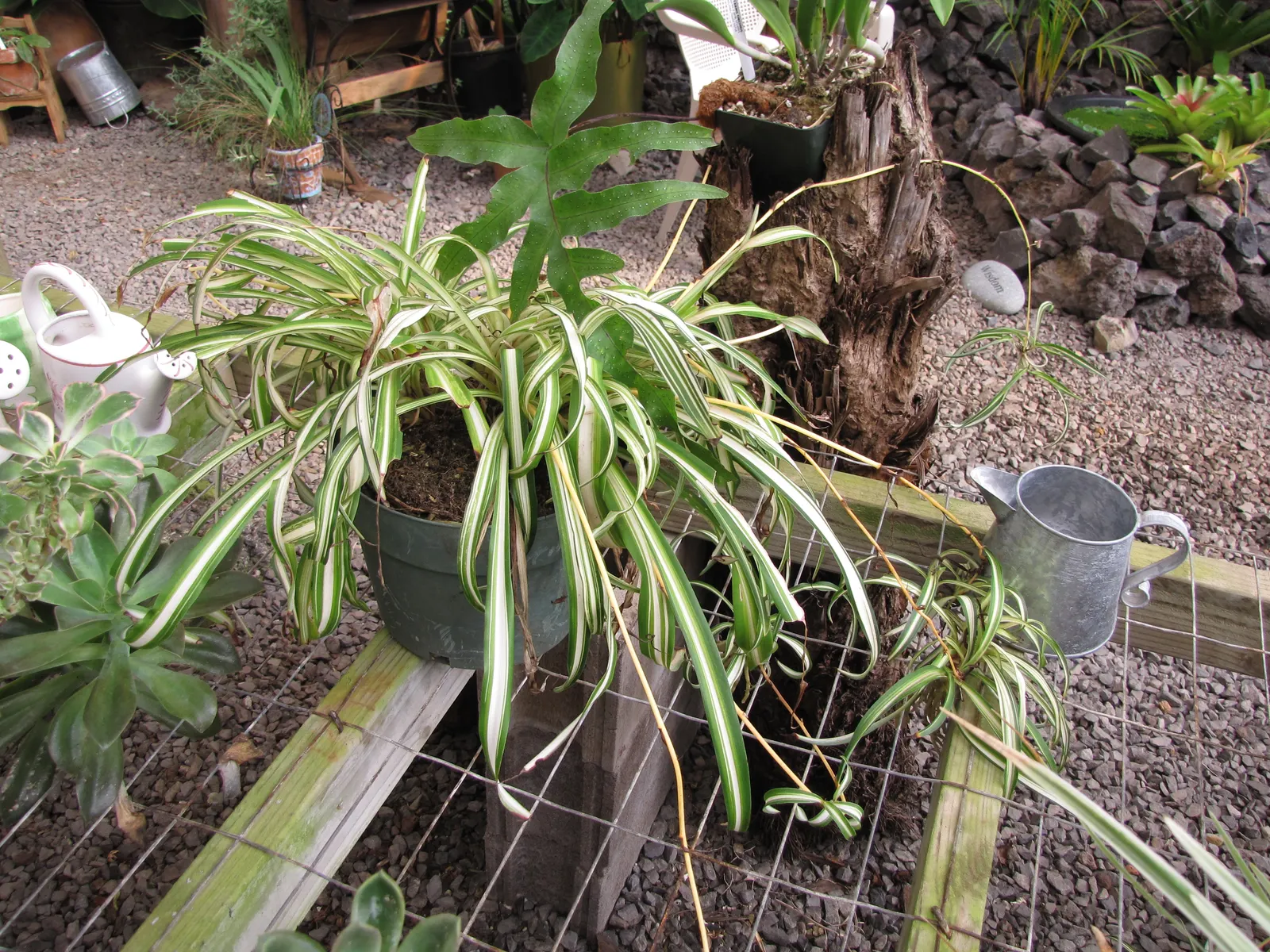 Propeller Plant (Crassula Falcata) — These gray-green leaves can reach up to 2 inches long, and in summer, it produces striking red flowers; it thrives in