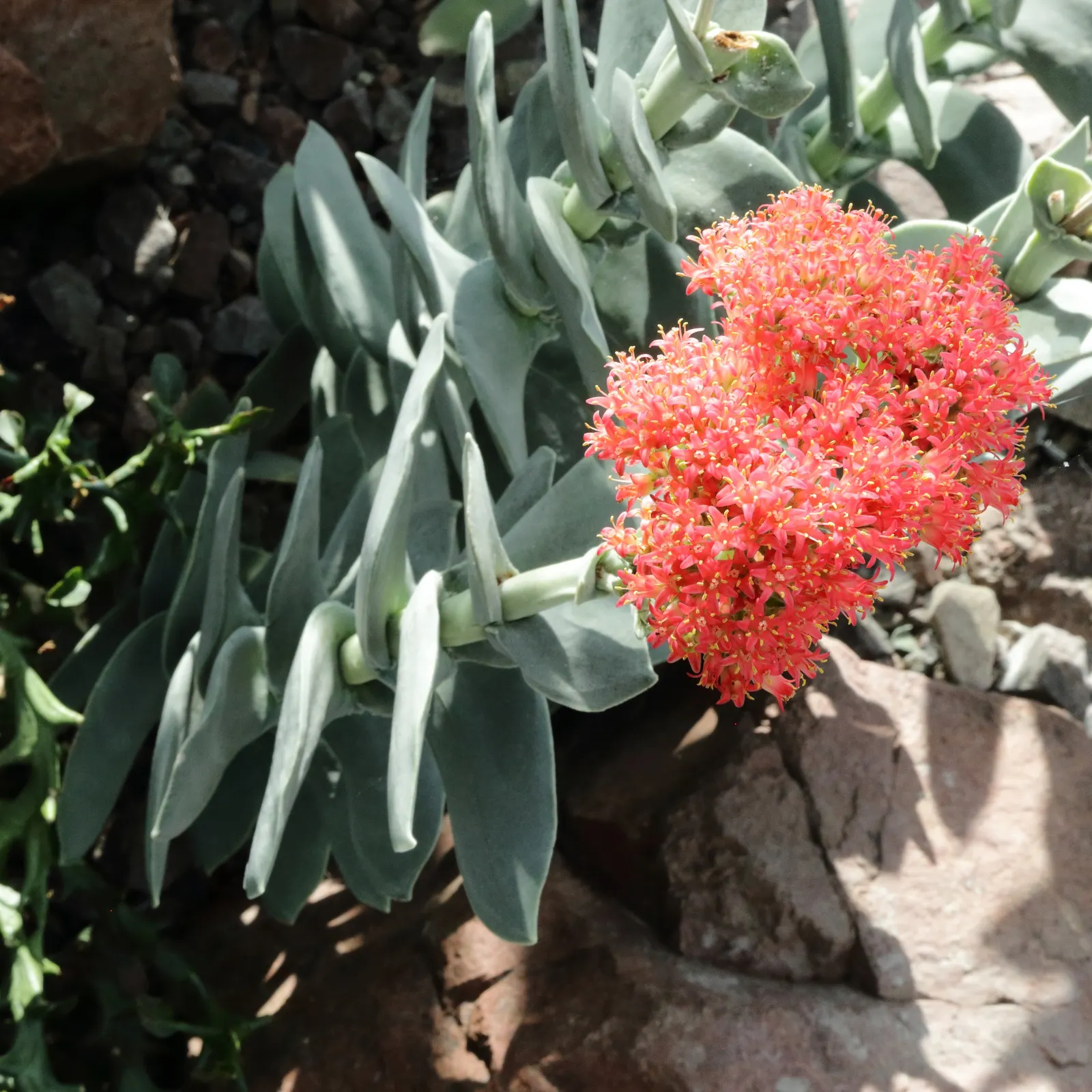 Propeller Plant (Crassula Falcata) — commonly referred to as Airplane Plant or Propeller Plant; ideal for xeriscapes, it reaches up to 18 inches in, image 47