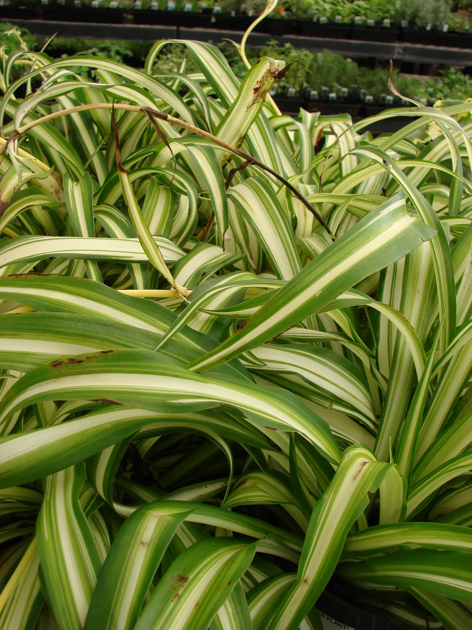 Propeller Plant (Crassula Falcata) — propeller-like leaves that are arranged in overlapping pairs; red flowers in the garden, image 43