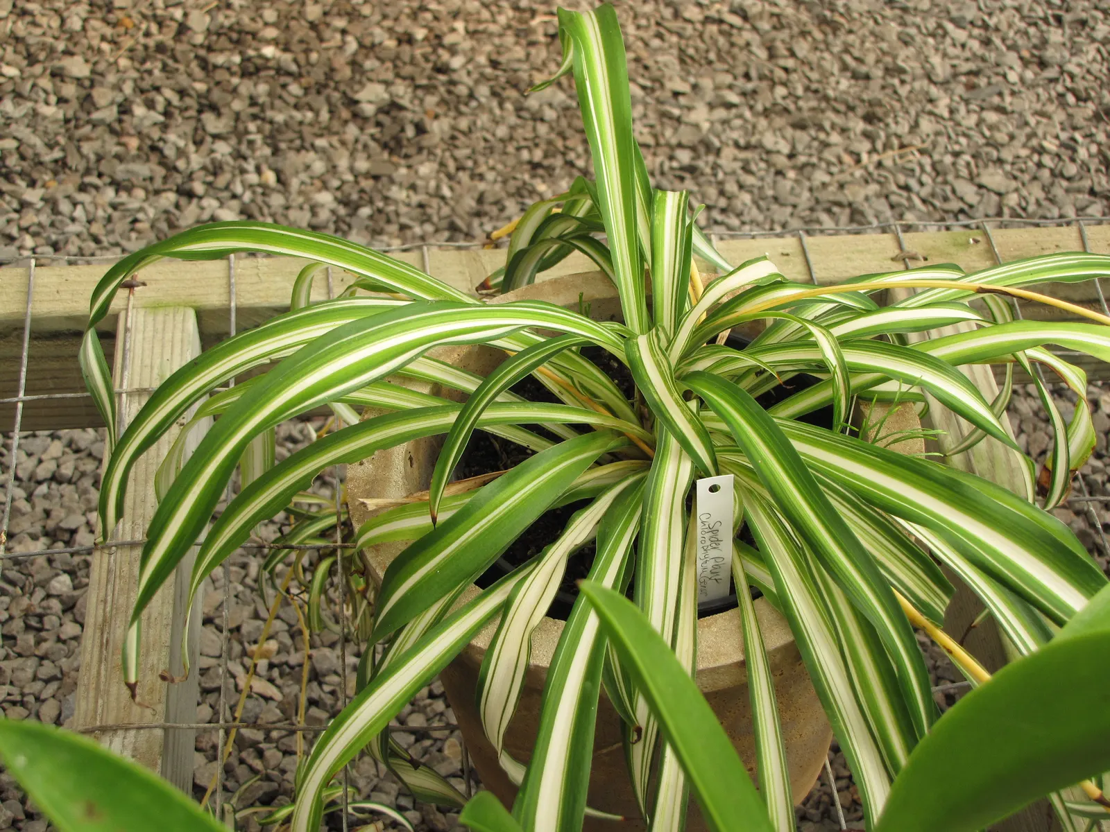 Propeller Plant (Crassula Falcata) — or as a striking container specimen.<br><br>Characterized by thick; commonly known as the Airplane Plant or Propeller Plant