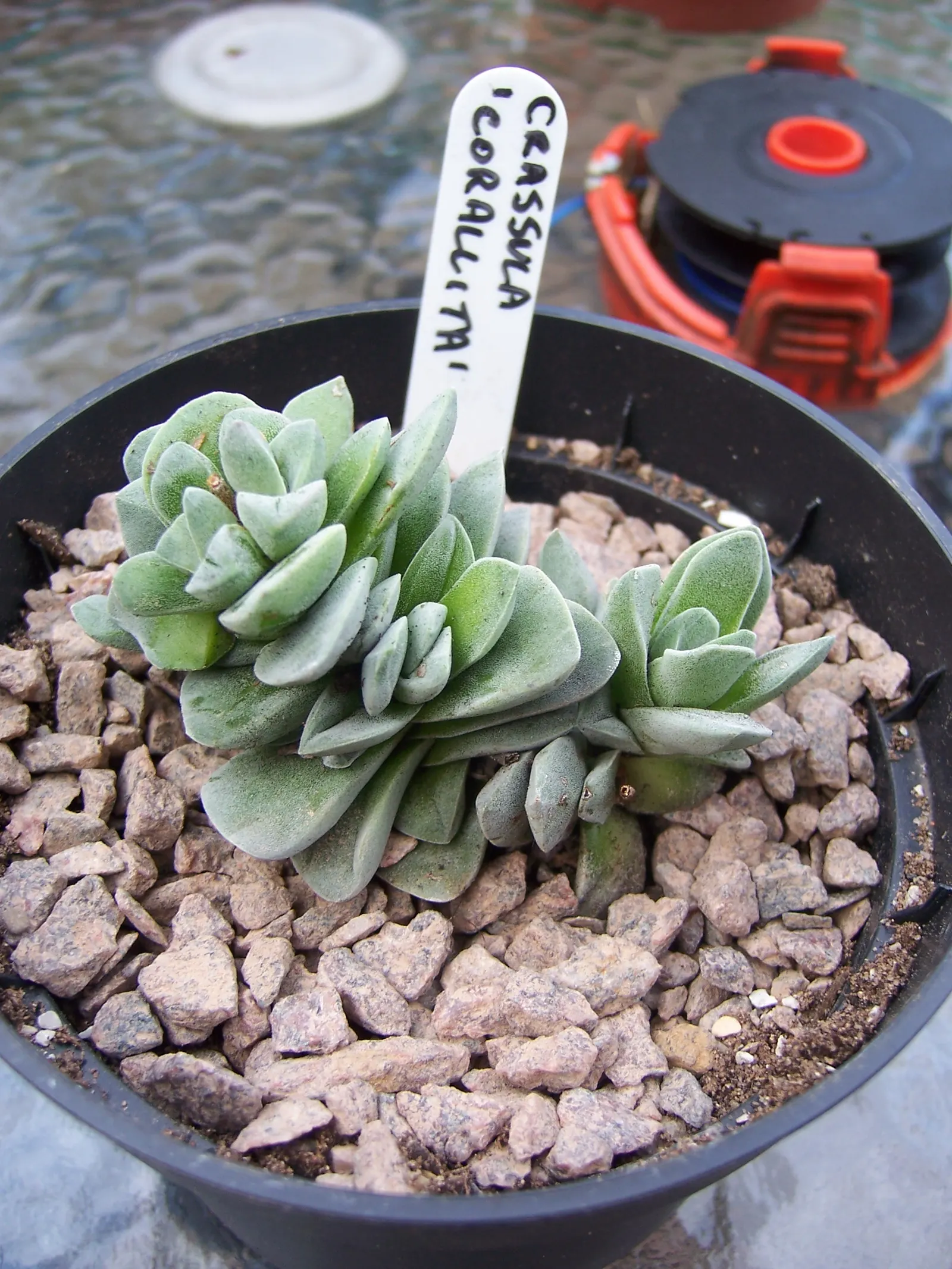 Propeller Plant (Crassula Falcata) — Typically reaching a modest height of 18 to 24 inches with a similar spread