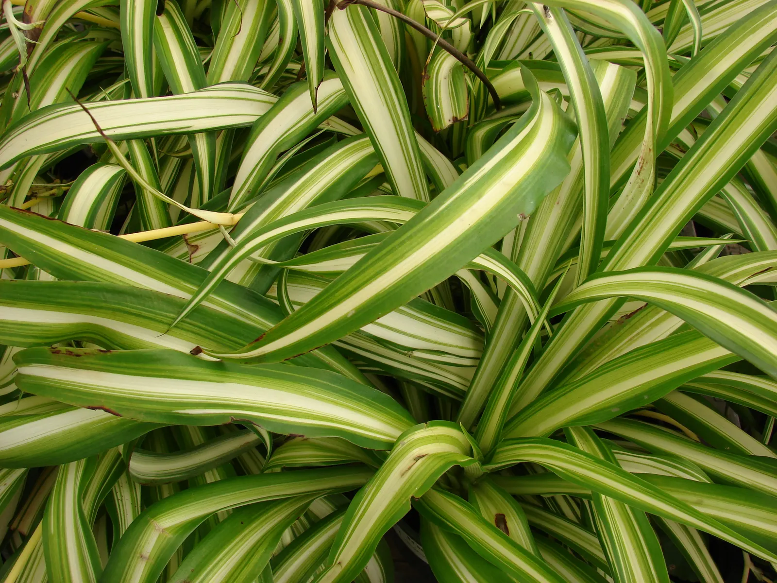 Propeller Plant (Crassula Falcata) — These gray-green leaves can reach up to 2 inches long, and in summer, it produces striking red flowers; it, image 44