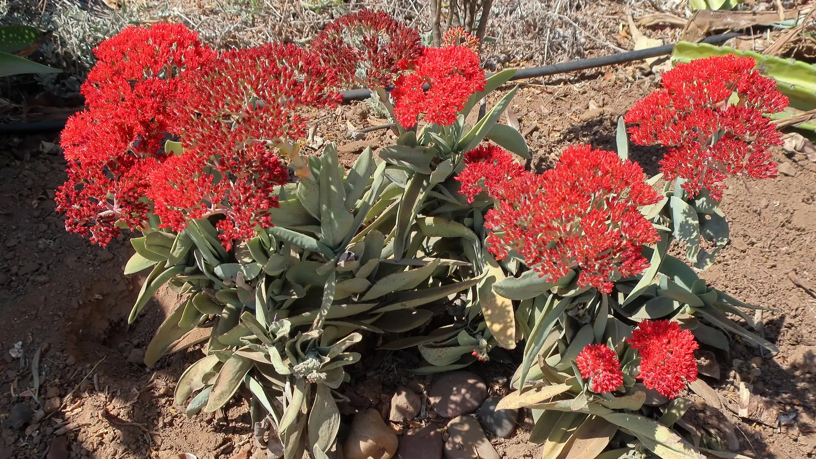 Propeller Plant (Crassula Falcata) — These fleshy leaves are arranged in a spiral pattern, creating a sculptural appeal; is an eye-catching, image 55