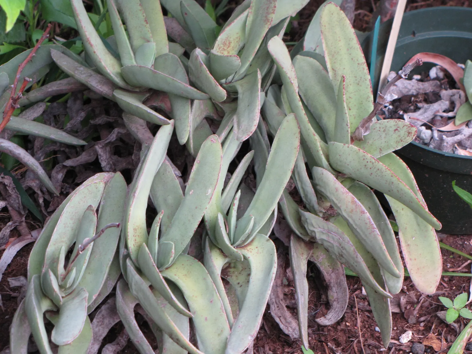 Propeller Plant (Crassula Falcata) — propeller-like leaves that are arranged in overlapping pairs