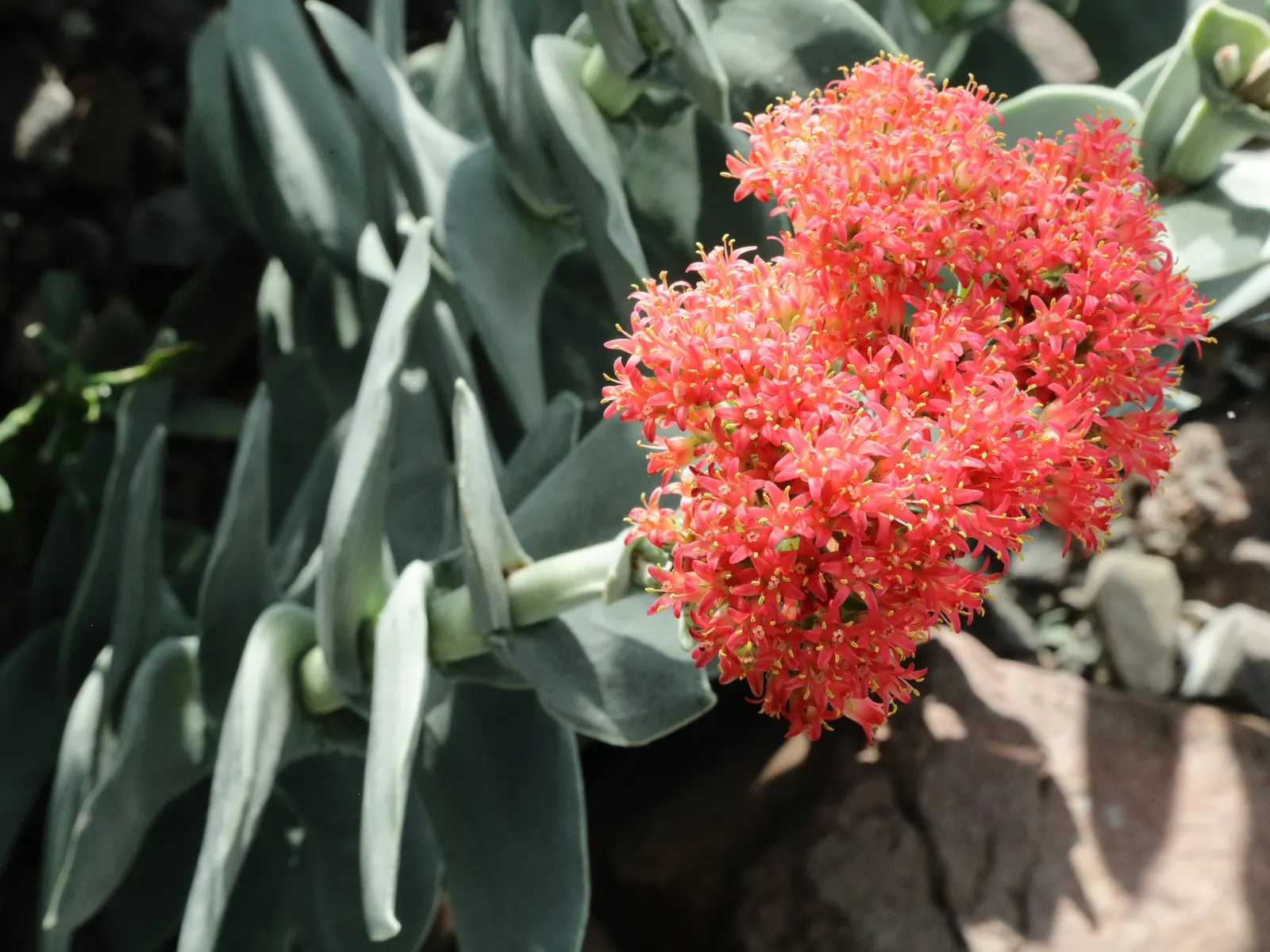 Propeller Plant (Crassula Falcata) — Ideal for xeriscapes, it reaches up to 18 inches in height and width; shrub / succulent with red blooms, image 46
