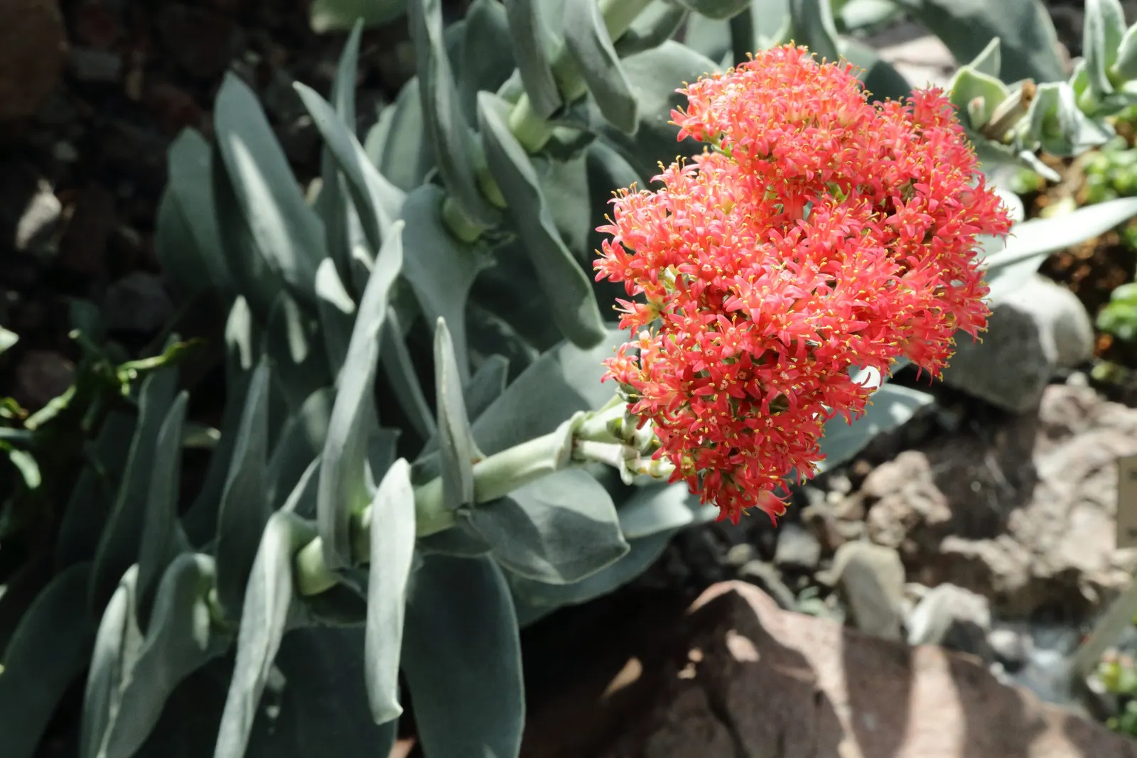 Propeller Plant (Crassula Falcata) — is a distinctive succulent notable for its fascinating foliage and bold flowers; propeller-like leaves that, image 48